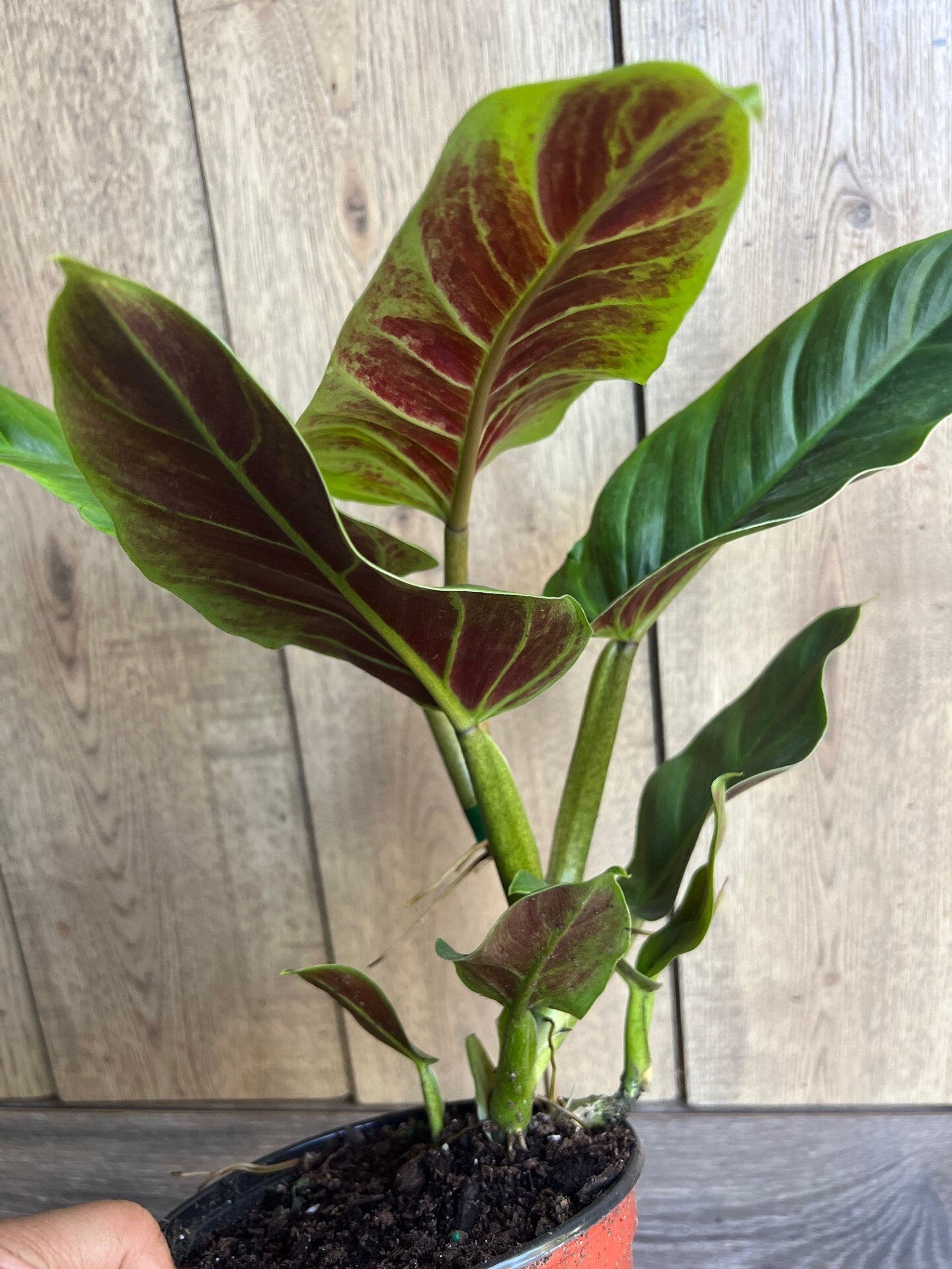 Philodendron Subhastatum in 6" Pot
