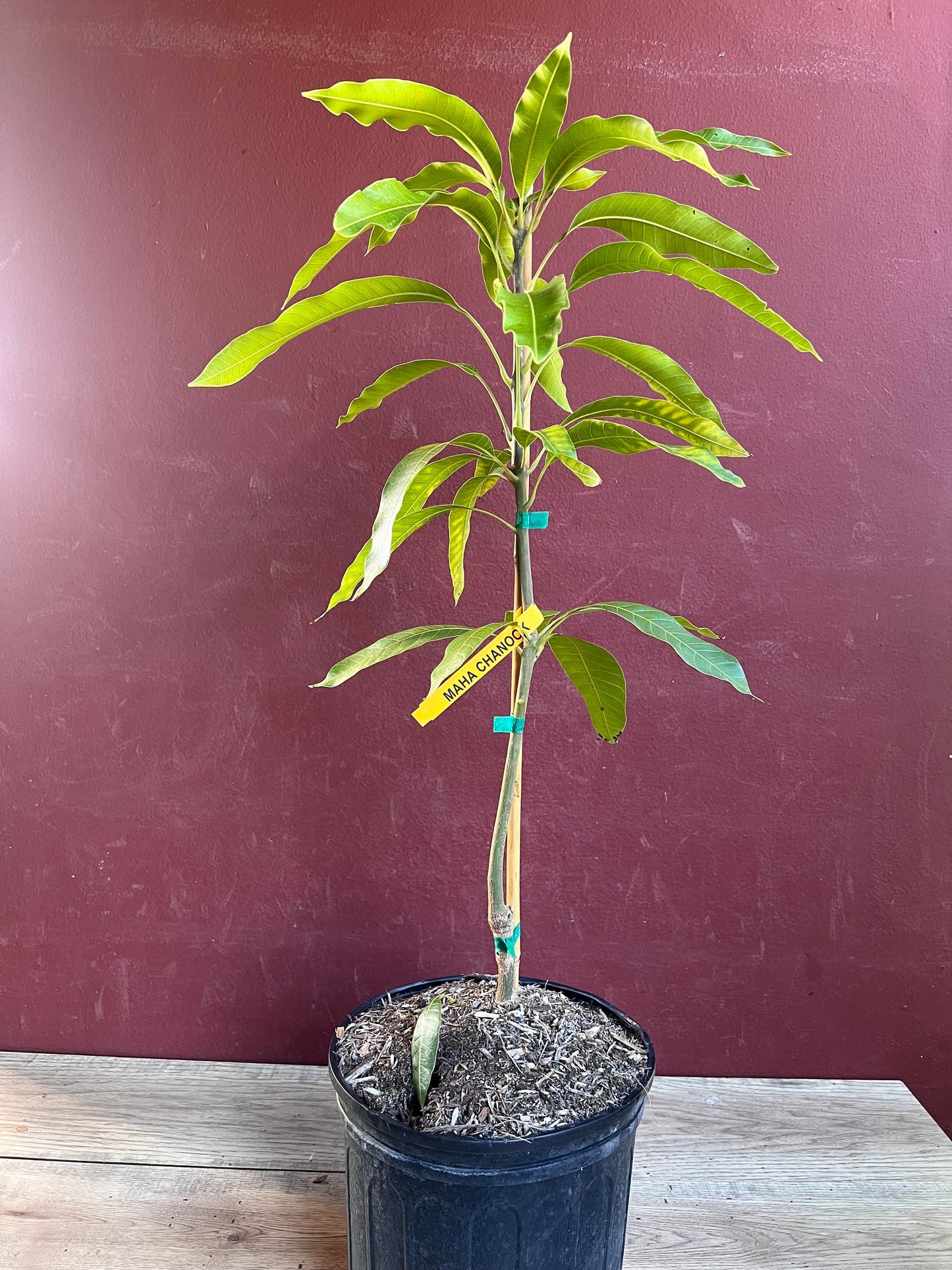 Maha Chanok mango , grafted in 3 gallons pot, Rainbow mango, No ship to HI