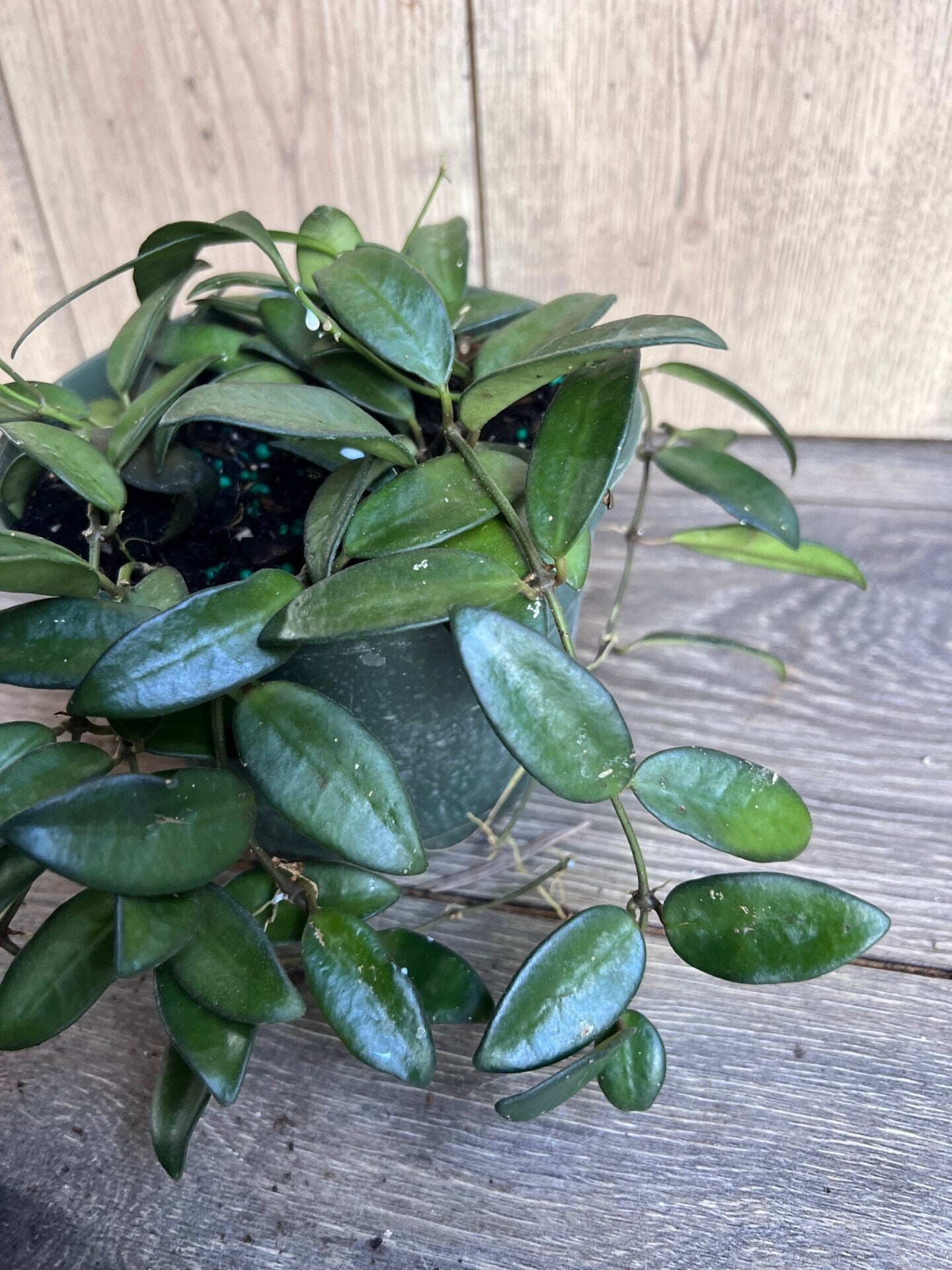 Hoya Crassipetiolata 6" Pot