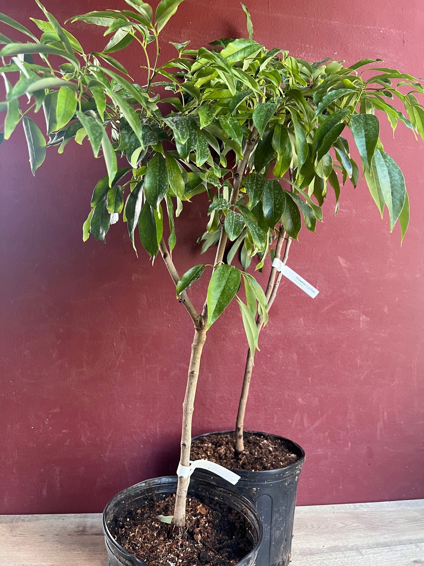 Mauritius Lychee , Litchi chinensis in 10" Pot, 3 to 4 Ft tall, Air layered, No Ship to CA and HI