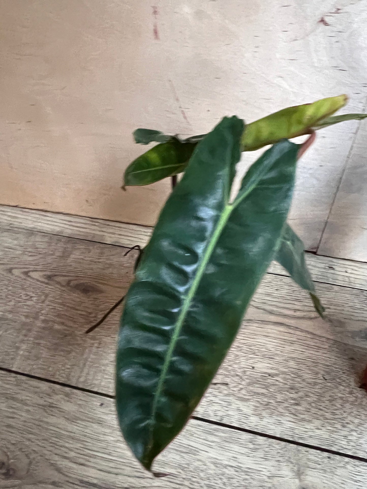 Philodendron Billietiae in 4" Pot
