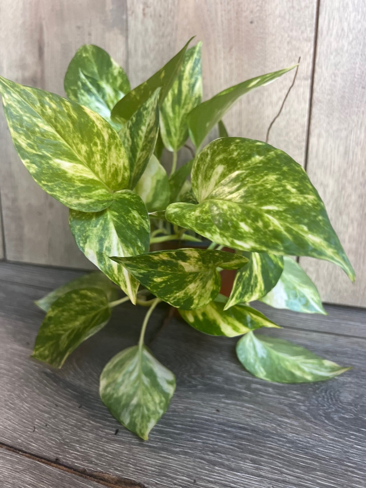 Golden Pothos in 4" Pot. Air purifying,, Live, Air purifyingHouse plant, Devil's Ivy Epipremnum Aureum