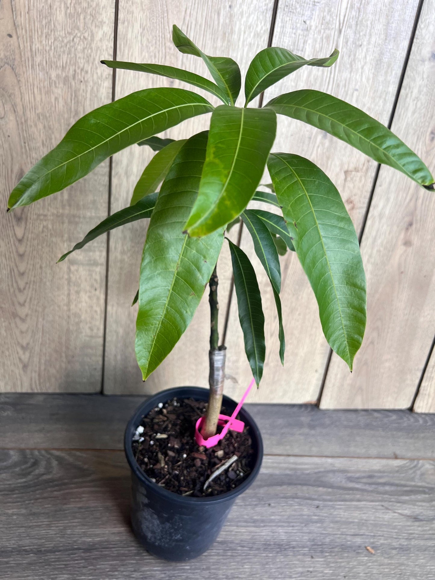 Tommy Atkins Mango Tree. grafted in 1/2 gallon pot
