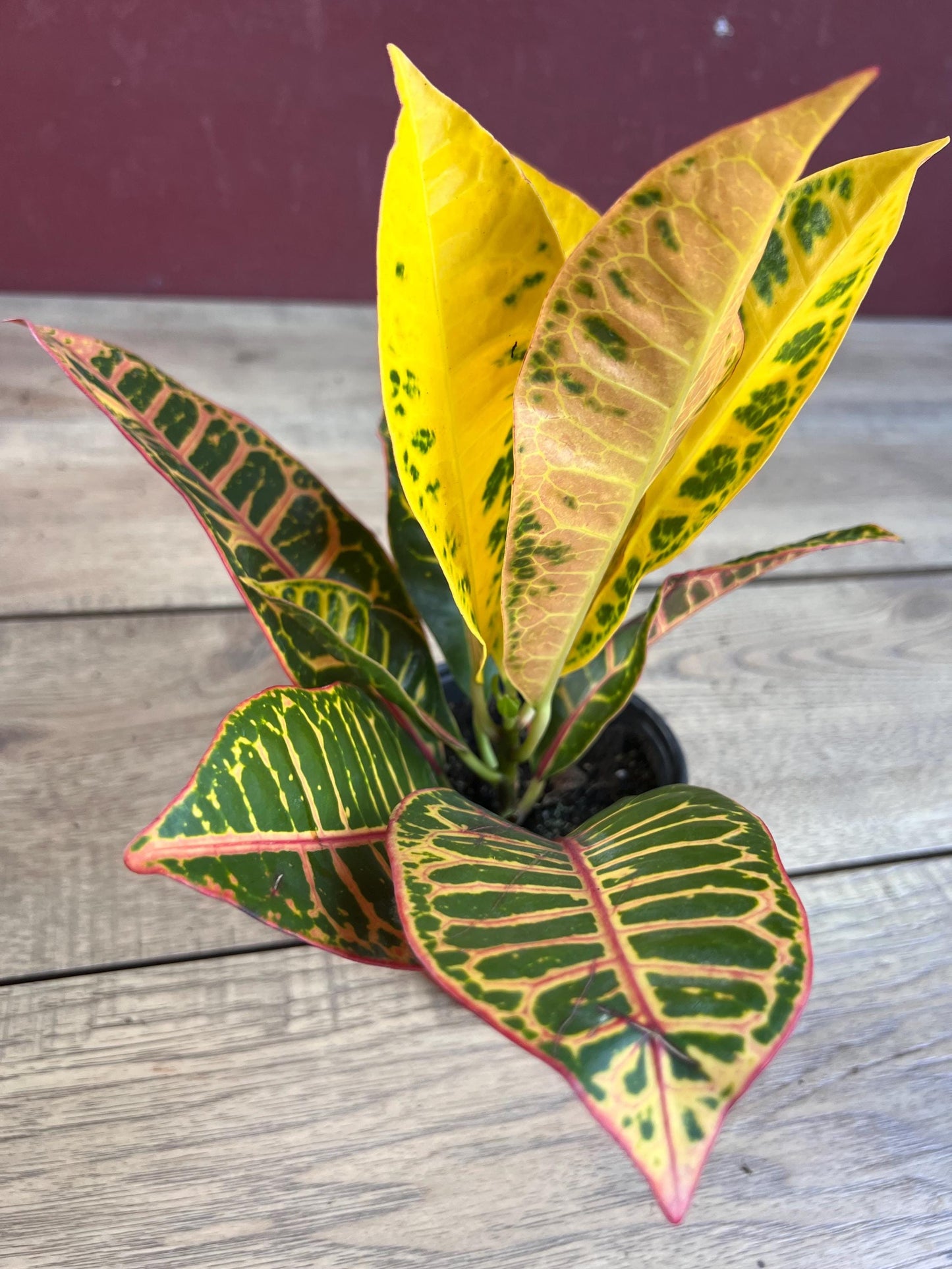 Croton Petra in 4" Pot, house plant, indoor, outdoor