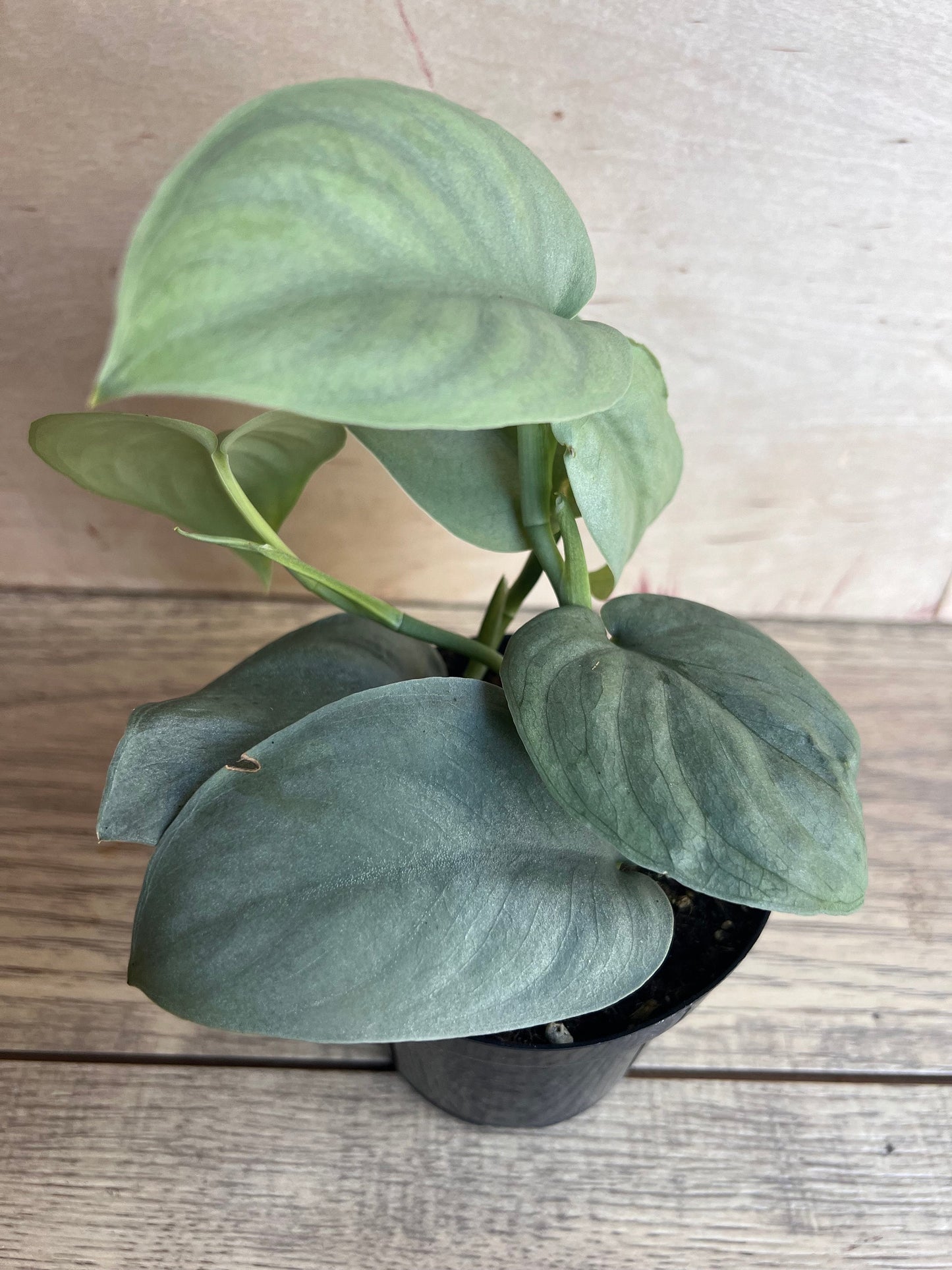 Scindapsus Silver Hero in 4" Pot