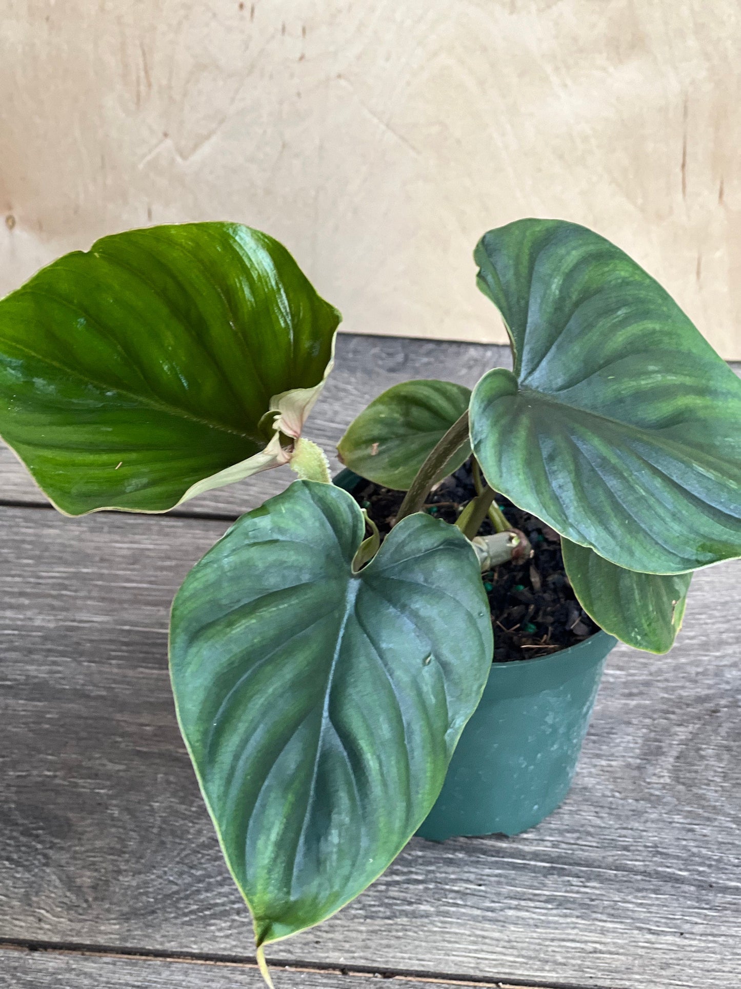 Philodendron Plowmanii in 4” Pot