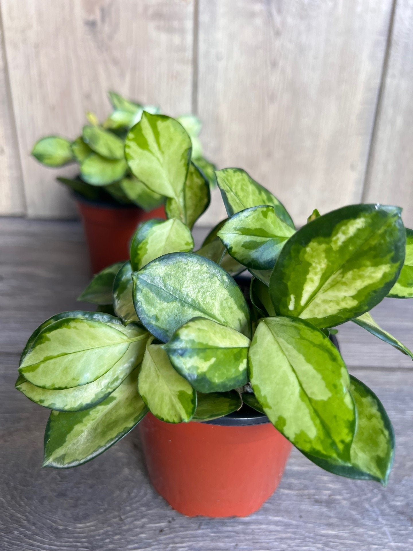 Hoya Australis Lisa in 4" Pot