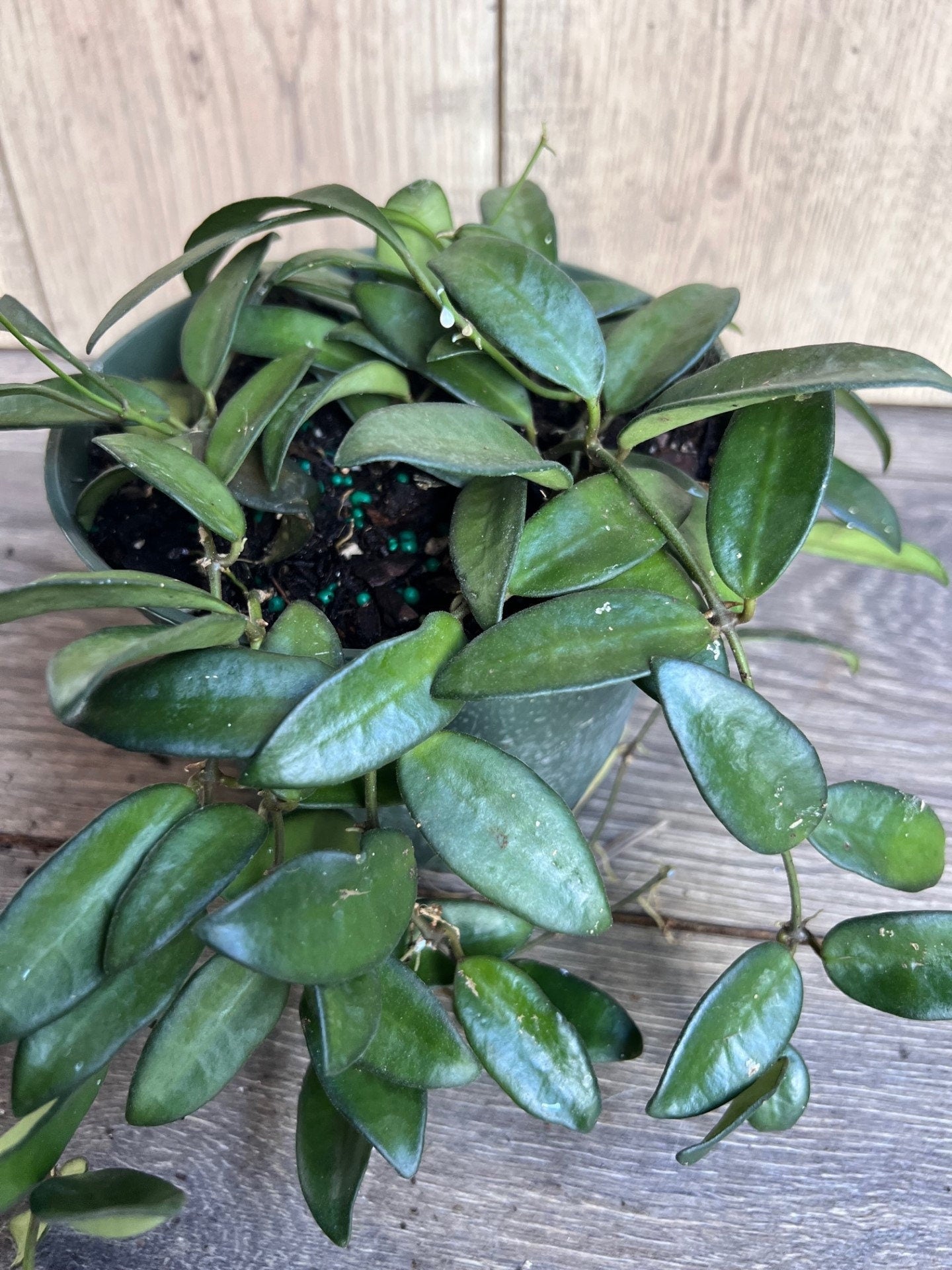 Hoya Crassipetiolata 6" Pot