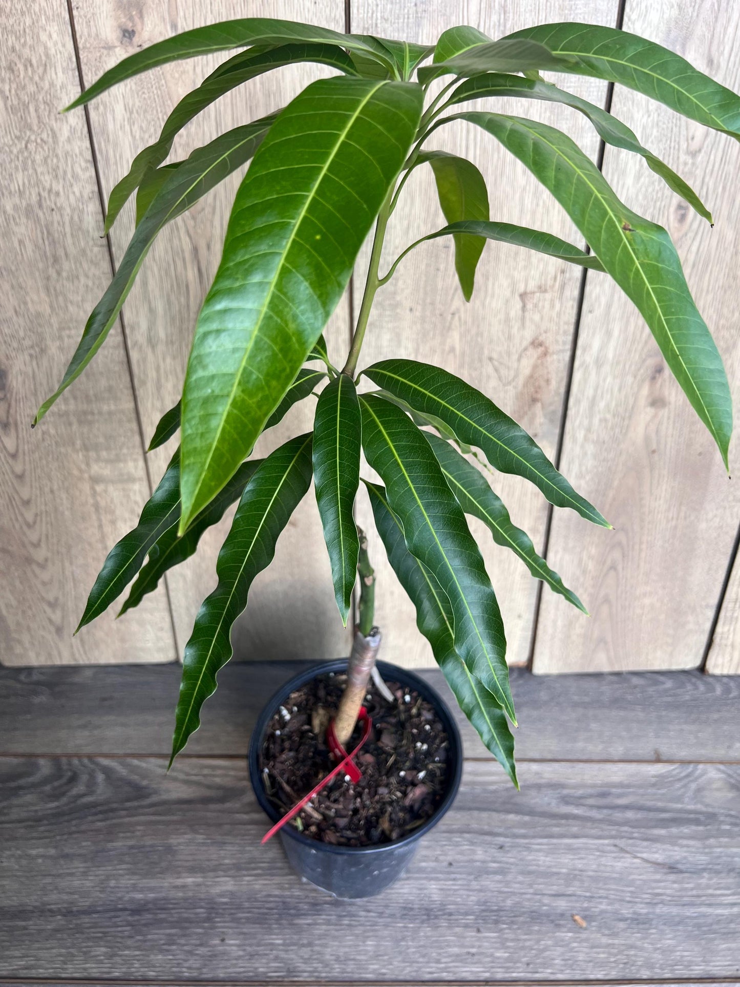Grafted Jakarta Mango in 1/2 gallon pot