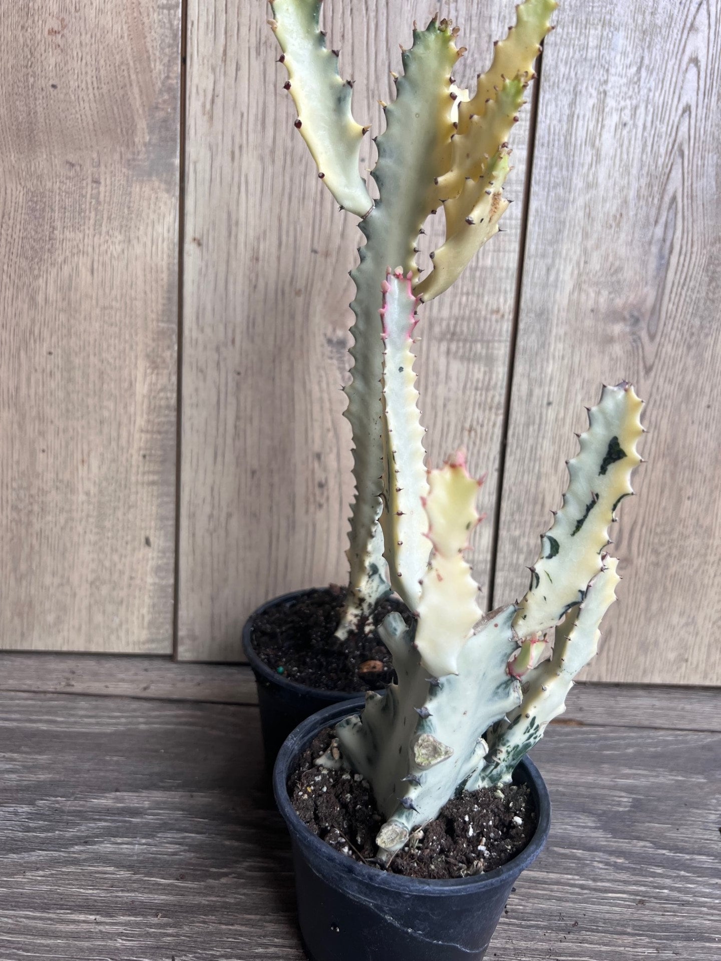 Ghost cactus | White variegated euphorbia lactea | Rare Cactus in 4"