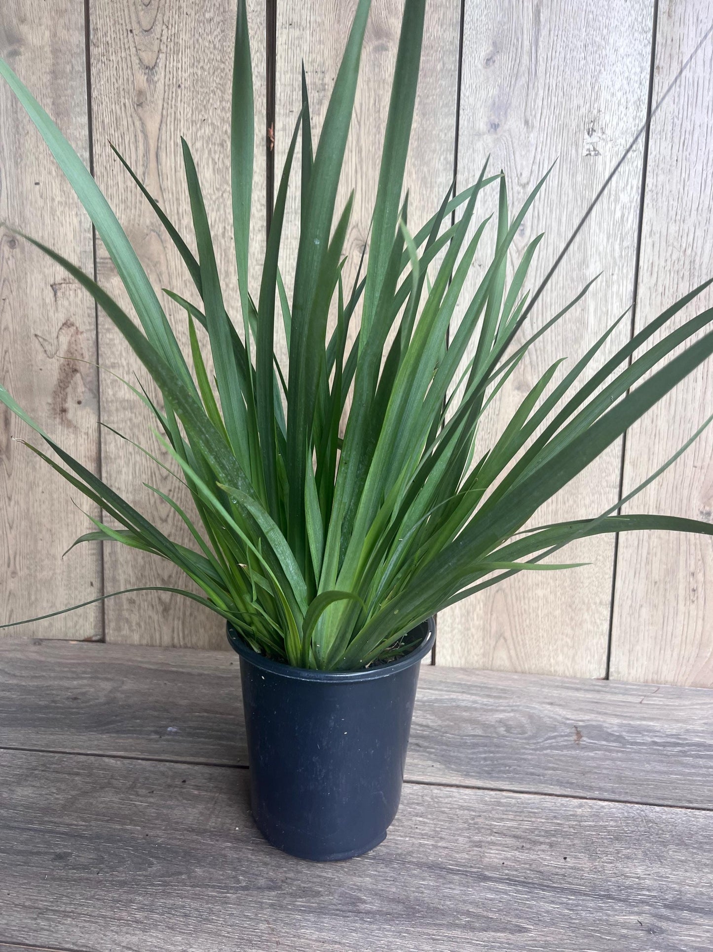White African Iris, Dietes Iridioides, Fortnight Lily, African Iris White in 6" Pot