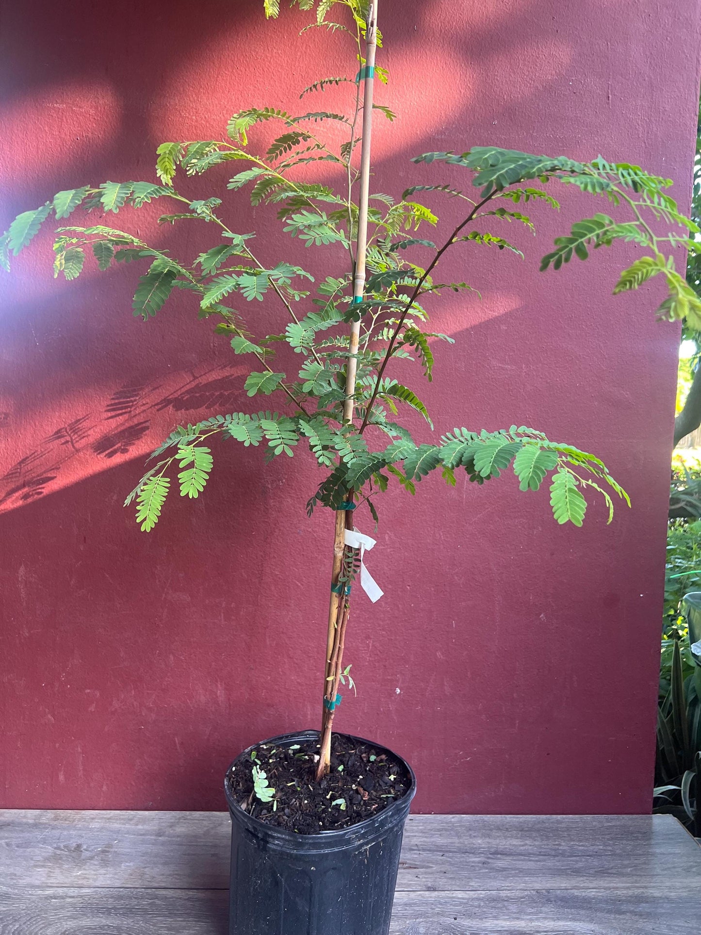 Tamarind tree, Tamarindus indica in 3 gallon Pot, Pohon Asem