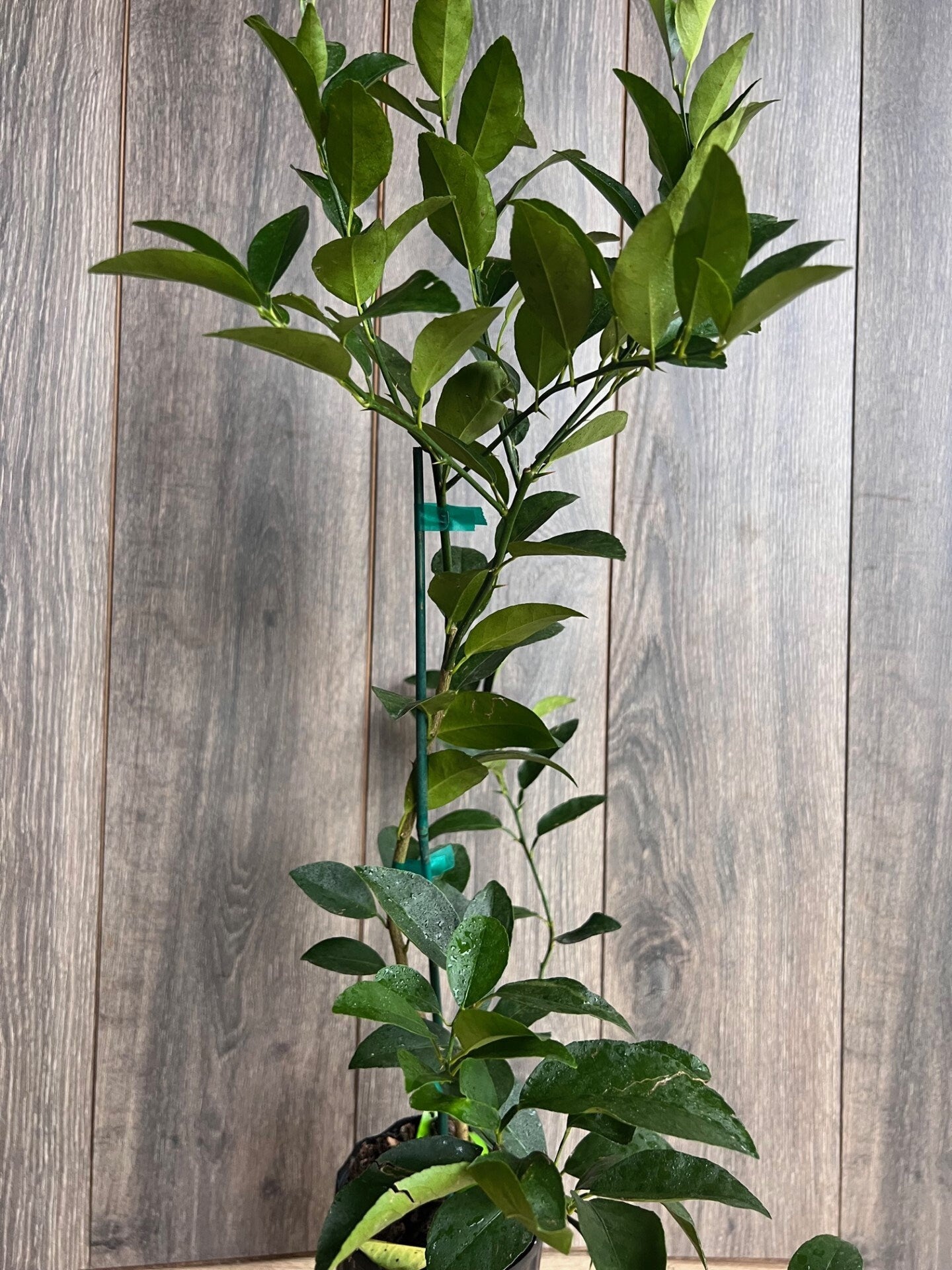Persian lime Treein half Gallon Pot, Grafted, Cirus x Latifolia, Bearss Lime, Tahiti Lime, Florida Shipping Only