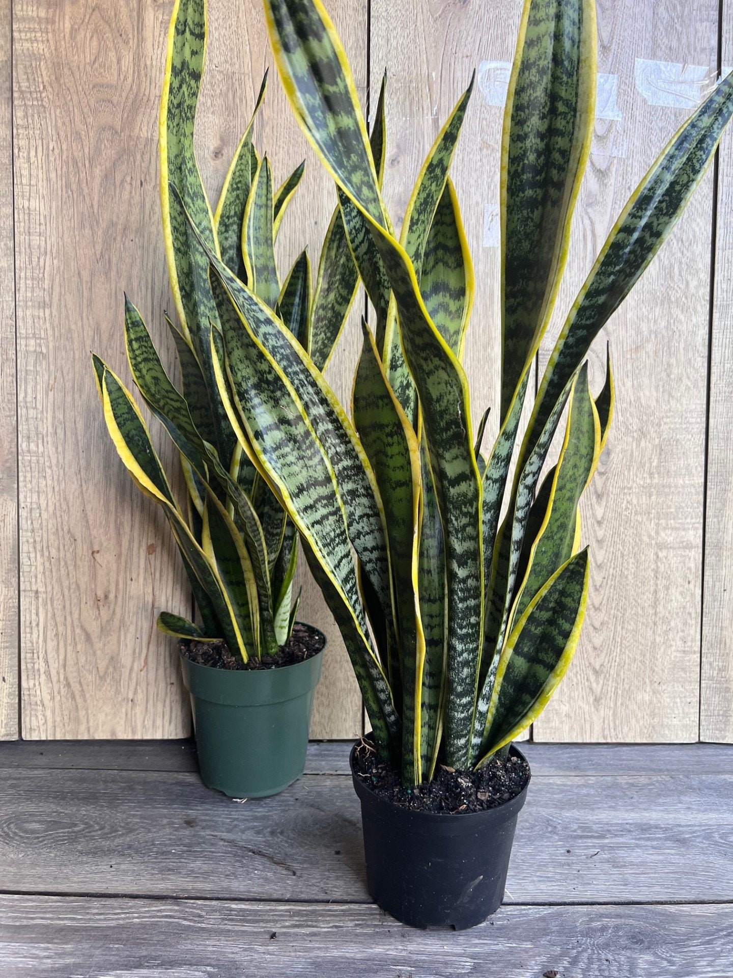 Sansevieria Trifasciata, Snake Plant Laurentii, 6"Pot Indoor Air Purifiernt