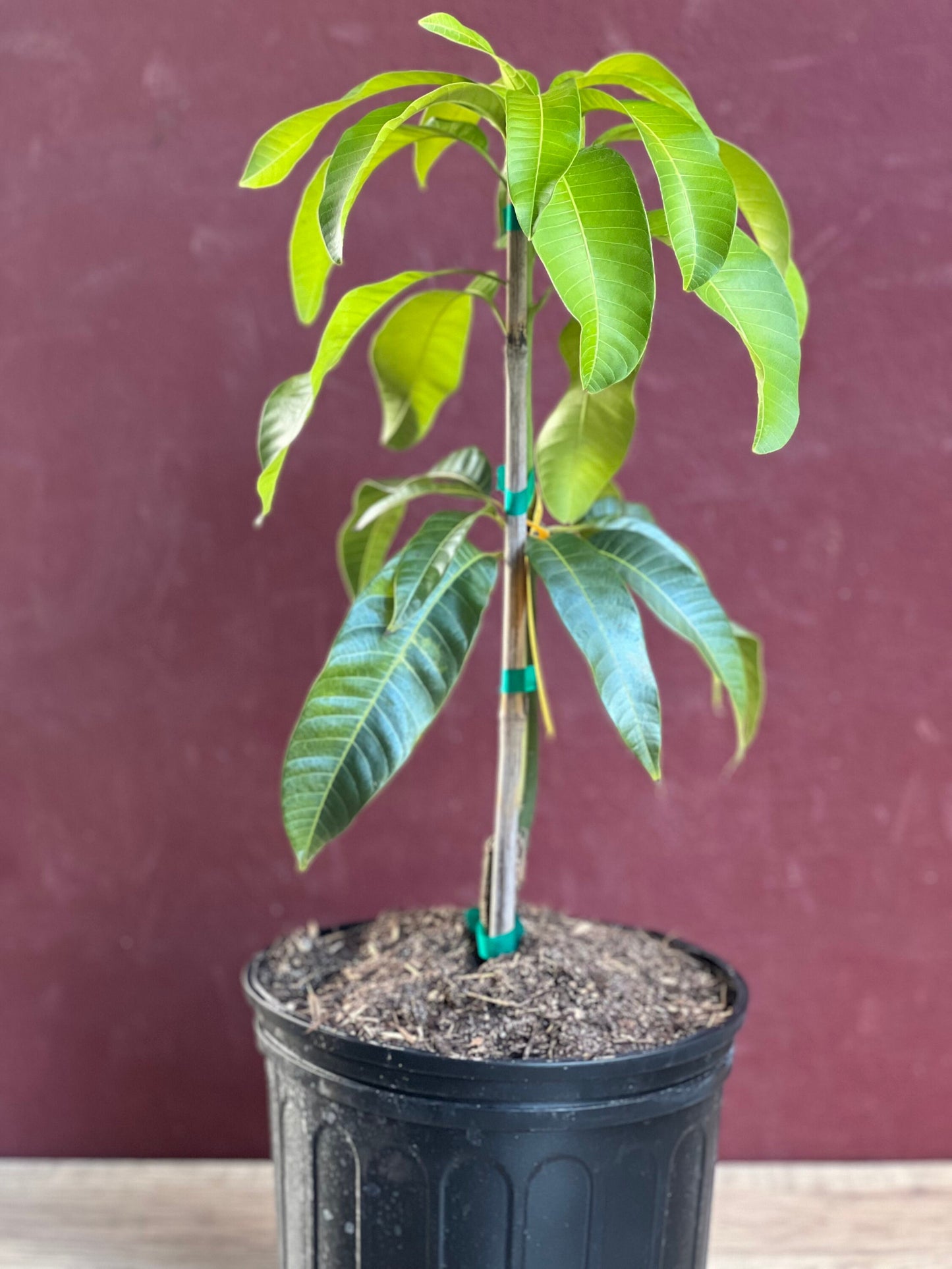 Karen Michelle Mango, grafted in 3 gallons pot, No Ship to CA and HI
