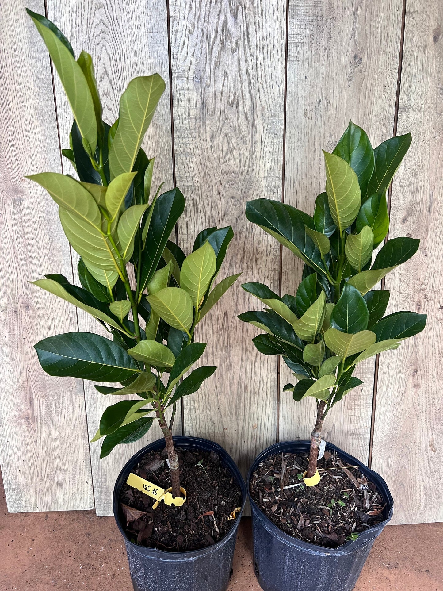 J31 Jack Fruit, Dwarf in 3 Gallon Pot, Grafted, Artocarpus heterophyllus, no ship to CA and HI