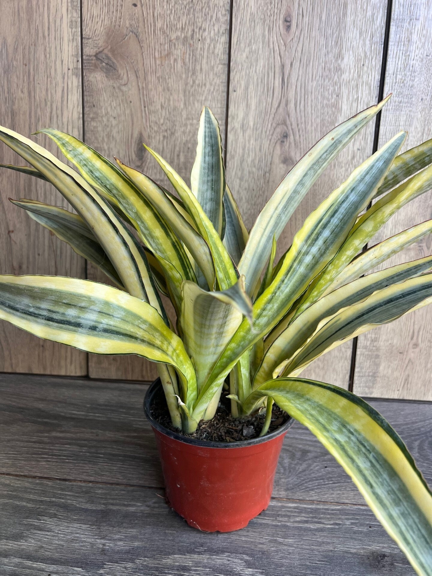 Sansevieria Lauren in 6" pot, rare