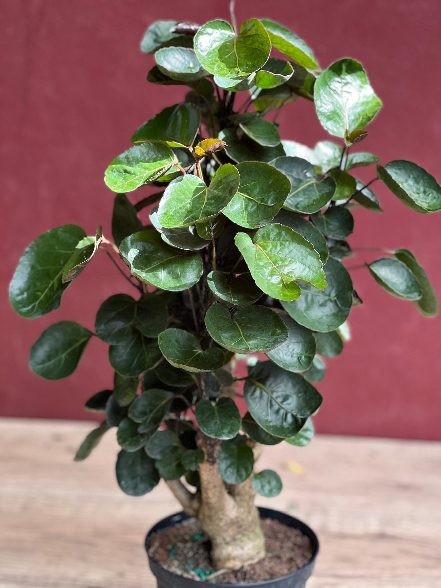 Aralia Fabian Stump 6" Pot, house plant, indoor plant