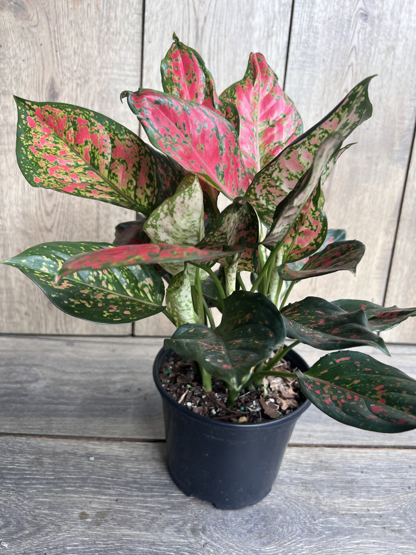 Aglaonema Wishes, Red Valentine in 6" Pot