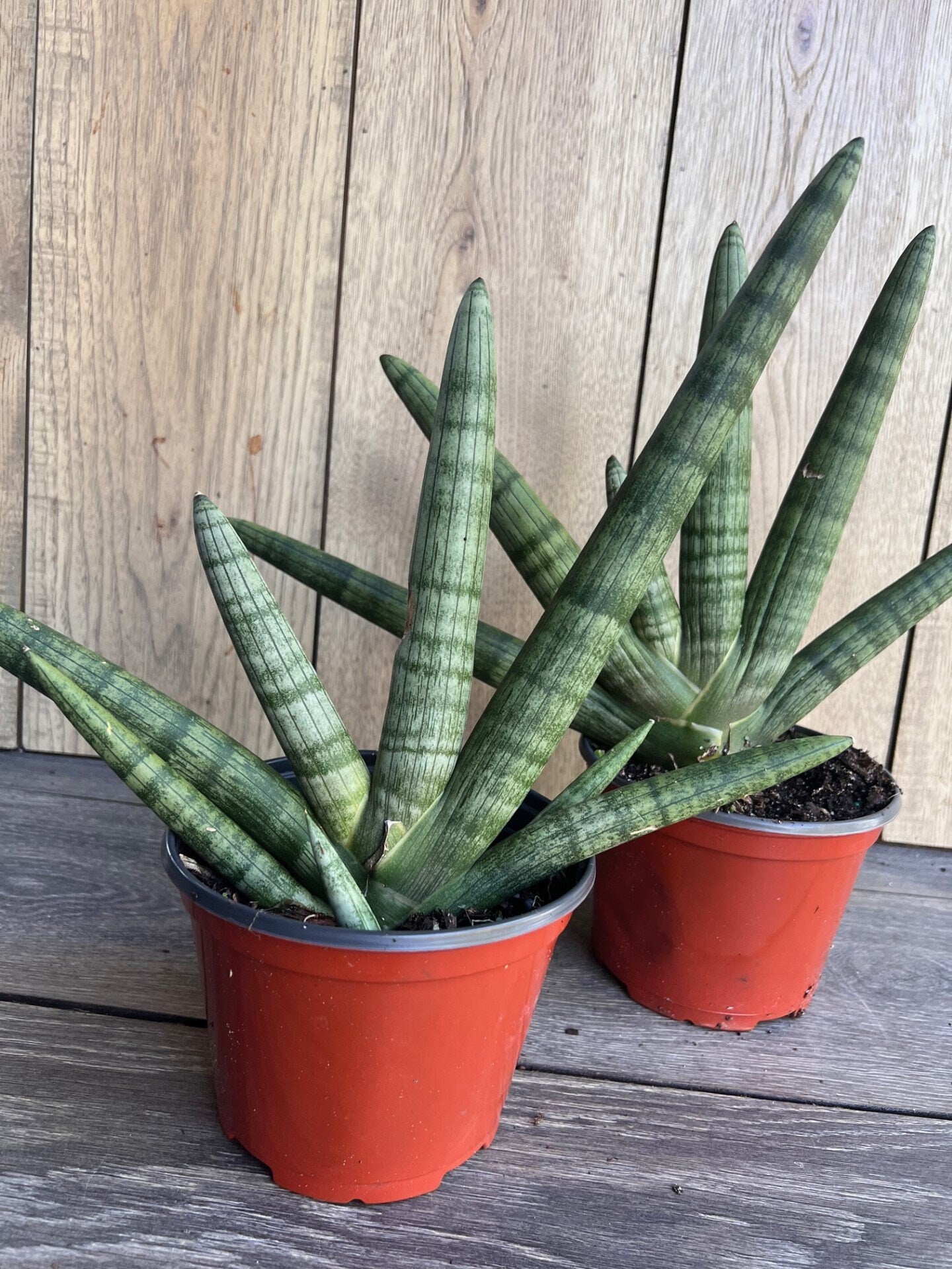 Sansevieria Starfish in 6" pot, Bonzel