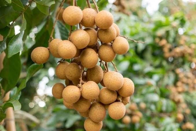 Kohala Longan in 4"" Pot, lengkeng, kelengkeng,