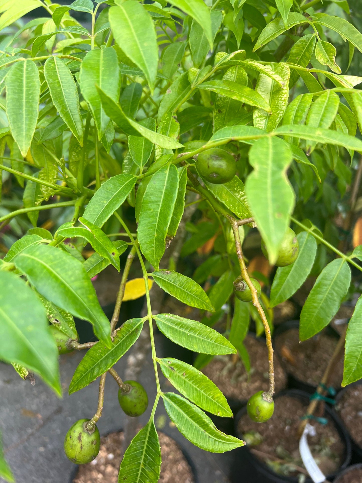 June Plum Dwarf, Ambarella Fruits, Jewel Plums in 10" Pot, Kedondong, No Ship to CA and HI