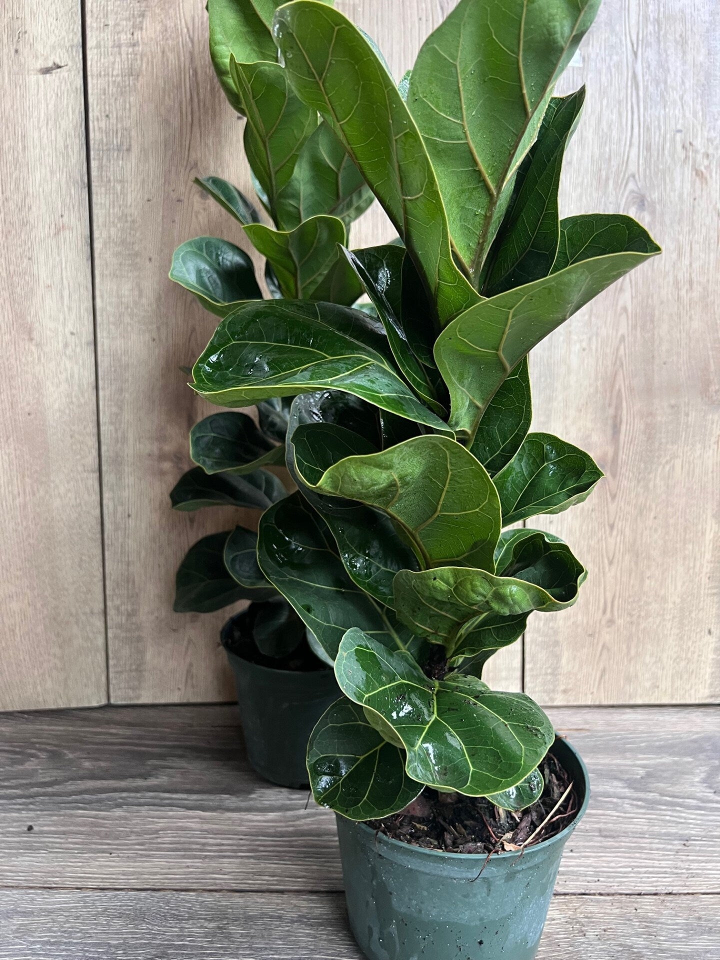 Ficus Lyrata Bambino in 6" pot
