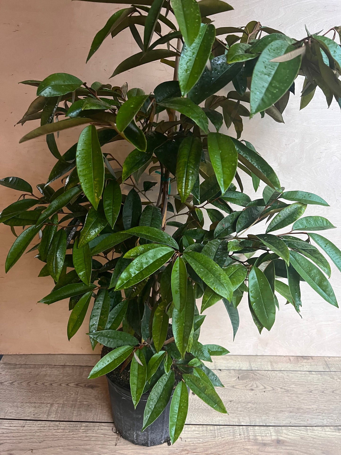 Caimito Purple, Star Apple, Chrysophyllum cainito in 3 gallon pot, grafted, No Ship to CA and HI