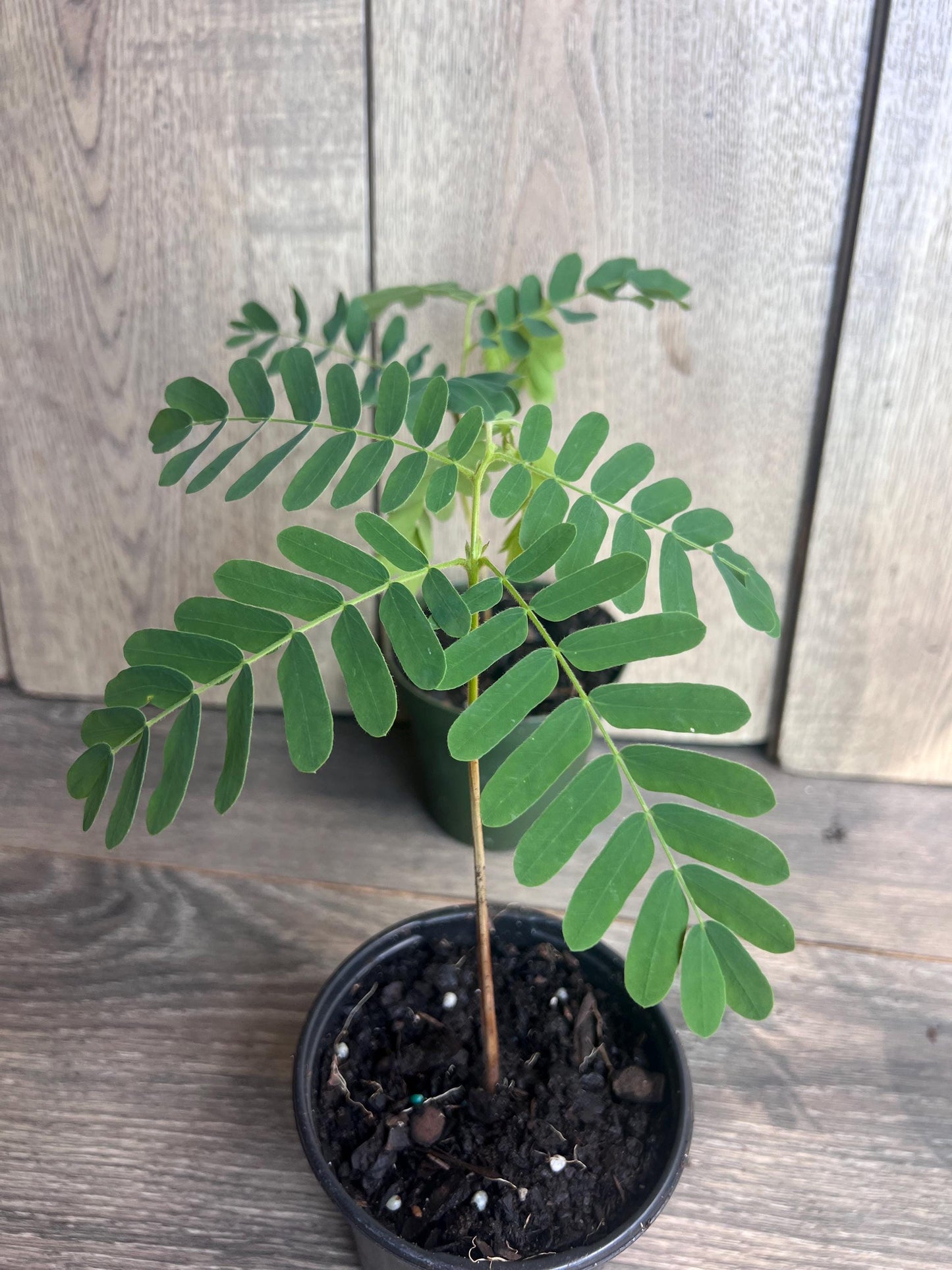 Tamarind tree, Tamarindus indica in 4" Pot, Pohon Asem