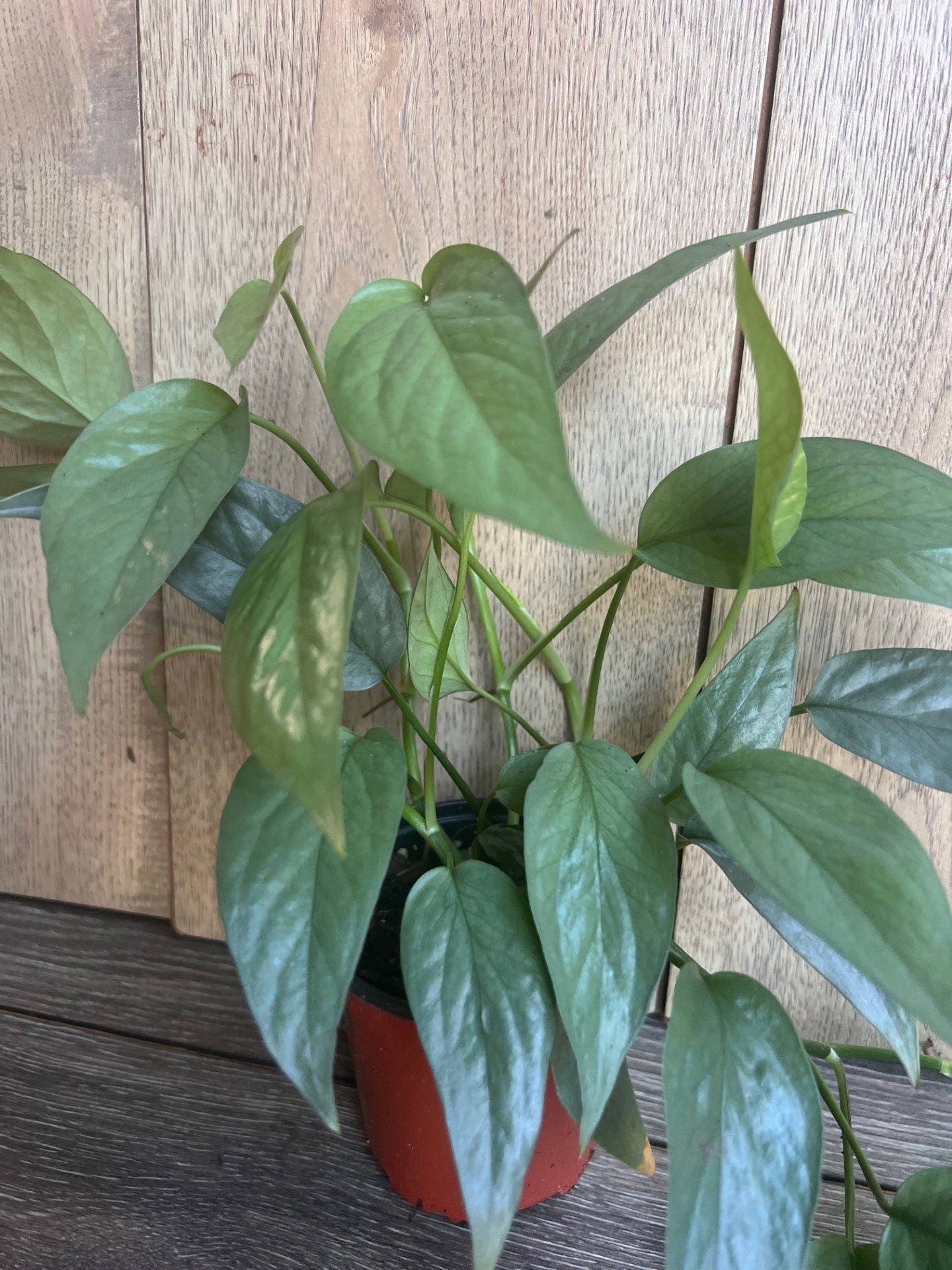 Cebu Blue in 4" Pot, Pothos