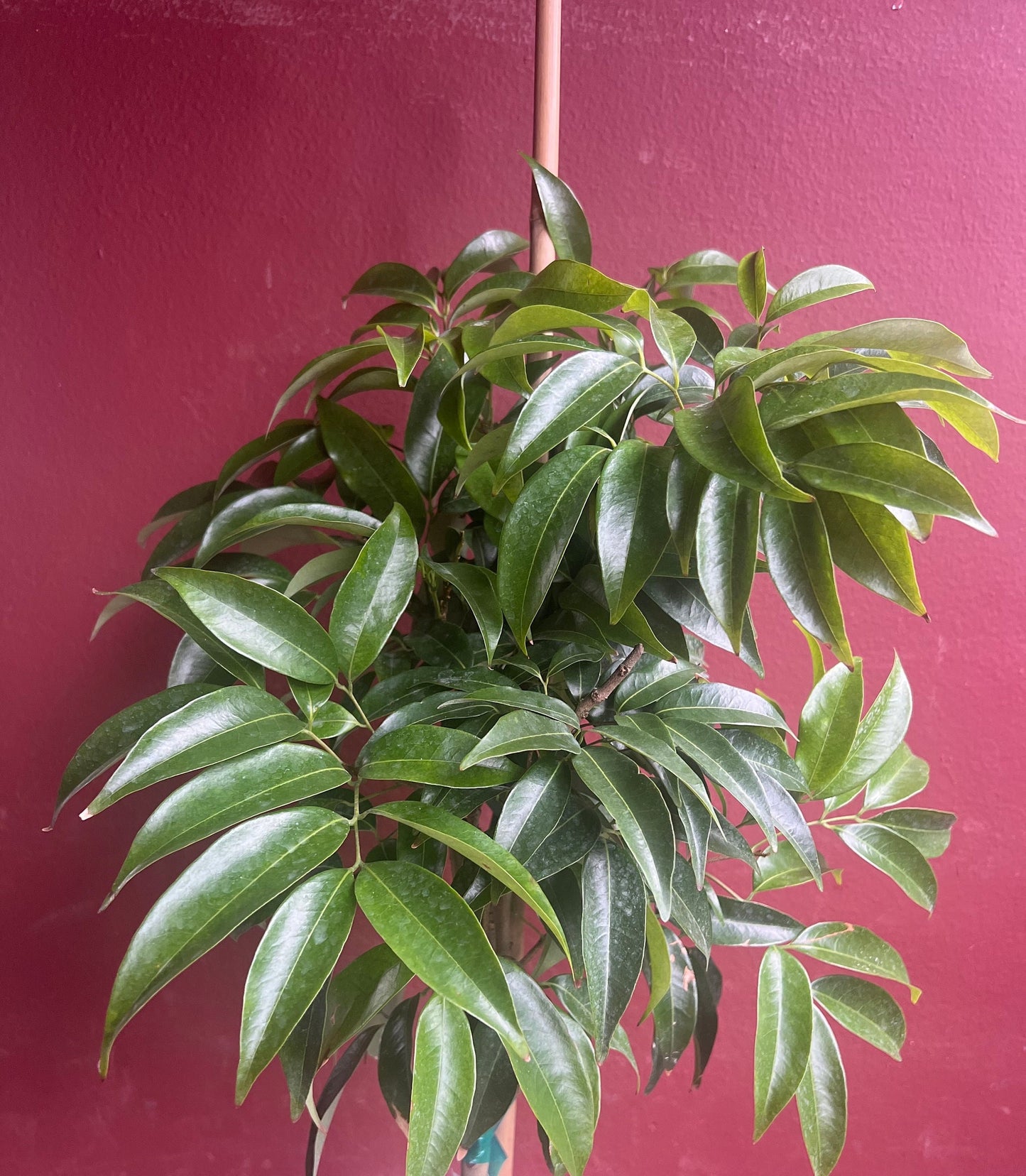 Sweetheart Lychee in 10" Pot, grafted, No Ship to CA and HI