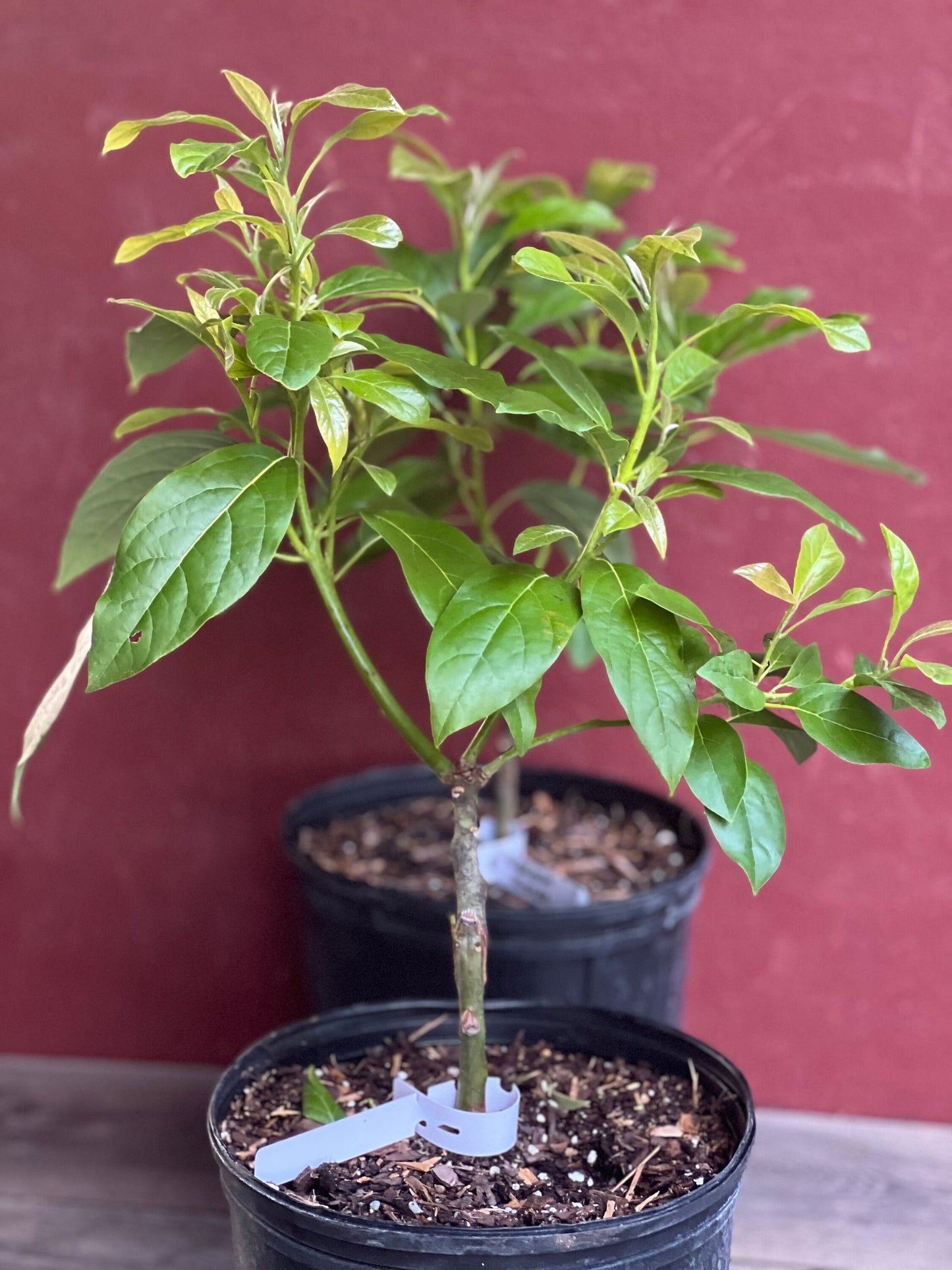 Mexicola Grande Avocado Tree , “Cold Hardy” Grafted in 3 Gallon Pot, No Ship to CA and HI