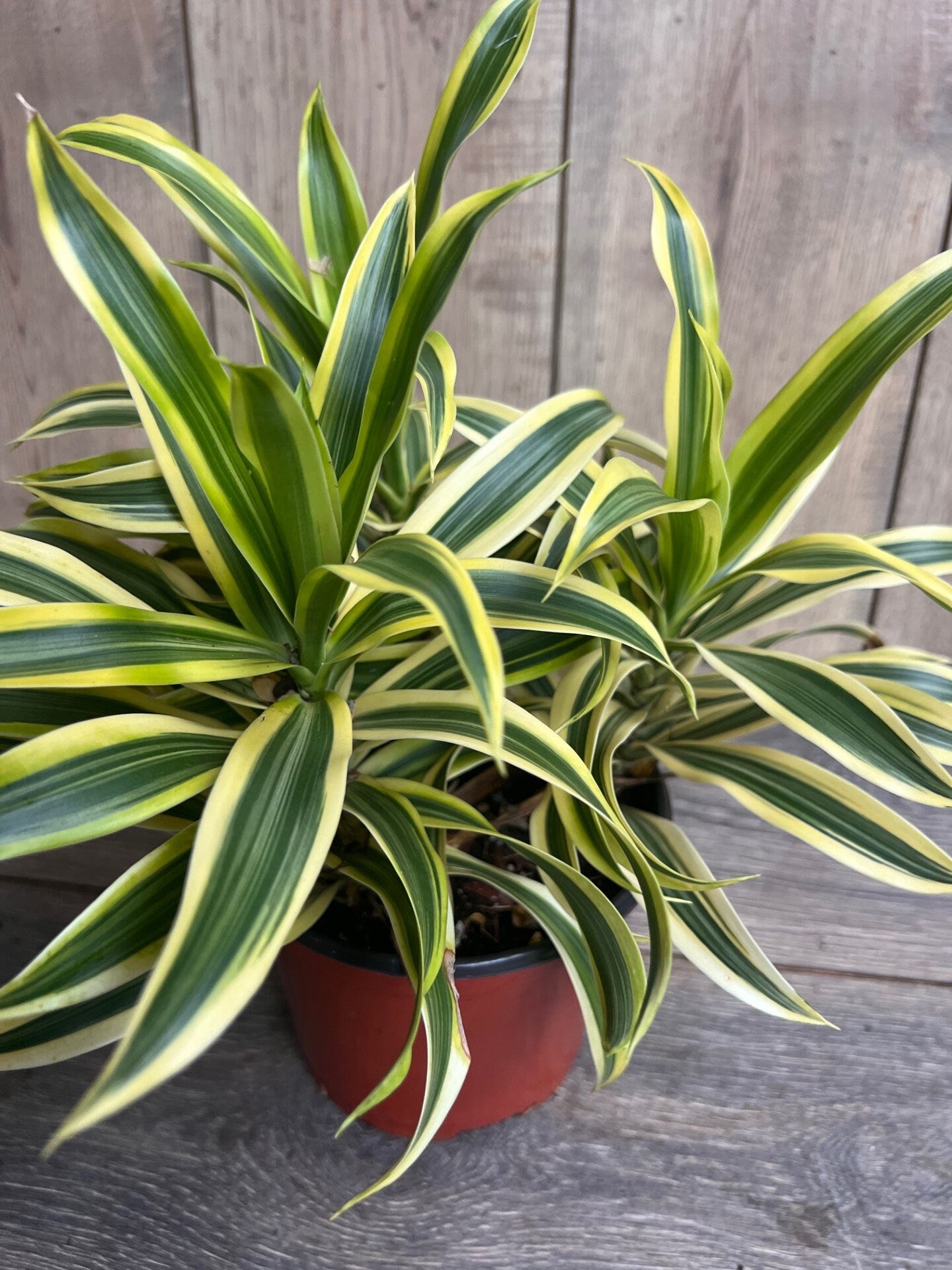 Song Of India, 6" Pot, Dracaena reflexa.