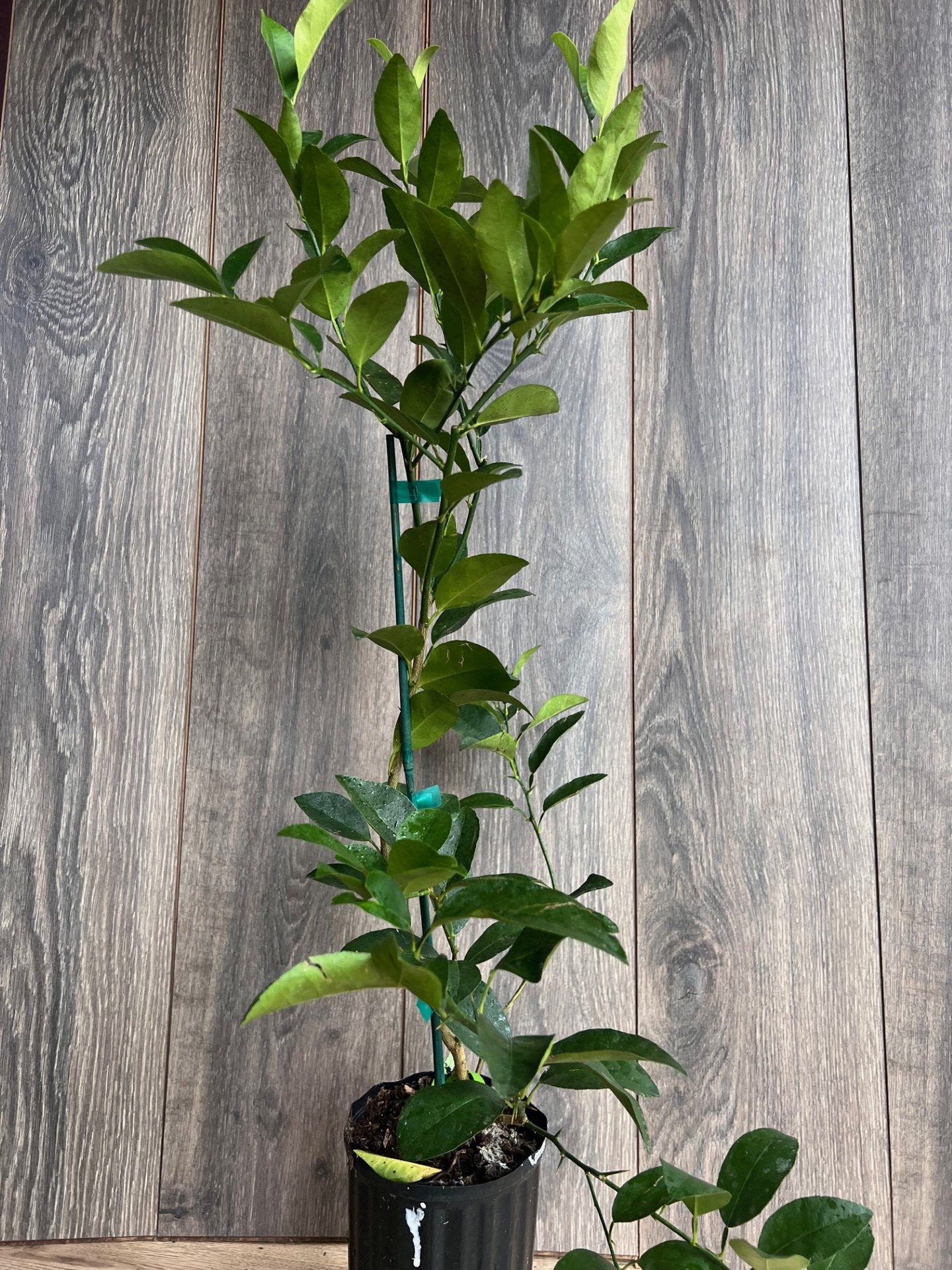 Persian lime Treein half Gallon Pot, Grafted, Cirus x Latifolia, Bearss Lime, Tahiti Lime, Florida Shipping Only