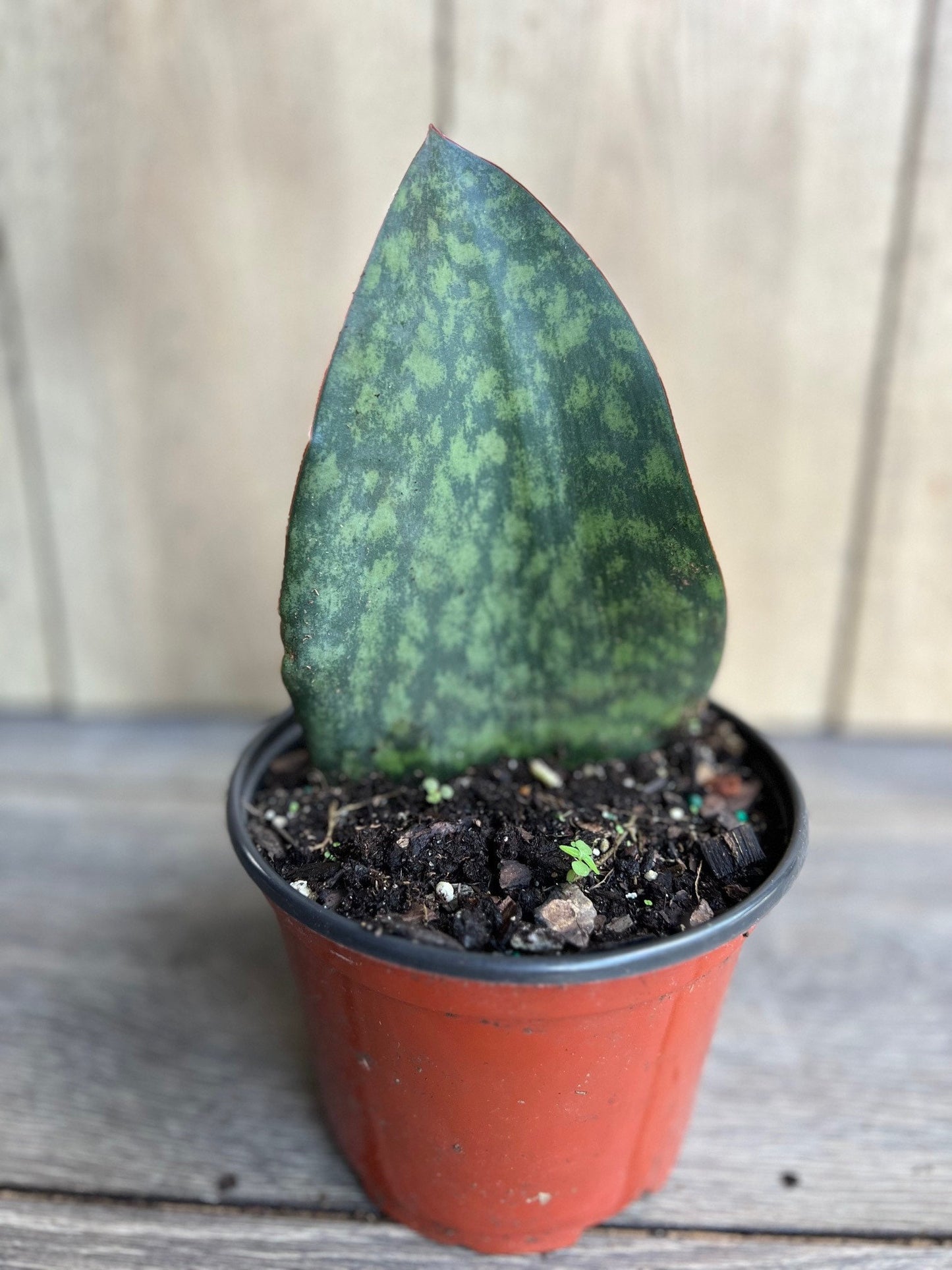 Sansevieria Masoniana, Sansevieria Whale Fin, Snake Plant in 4"