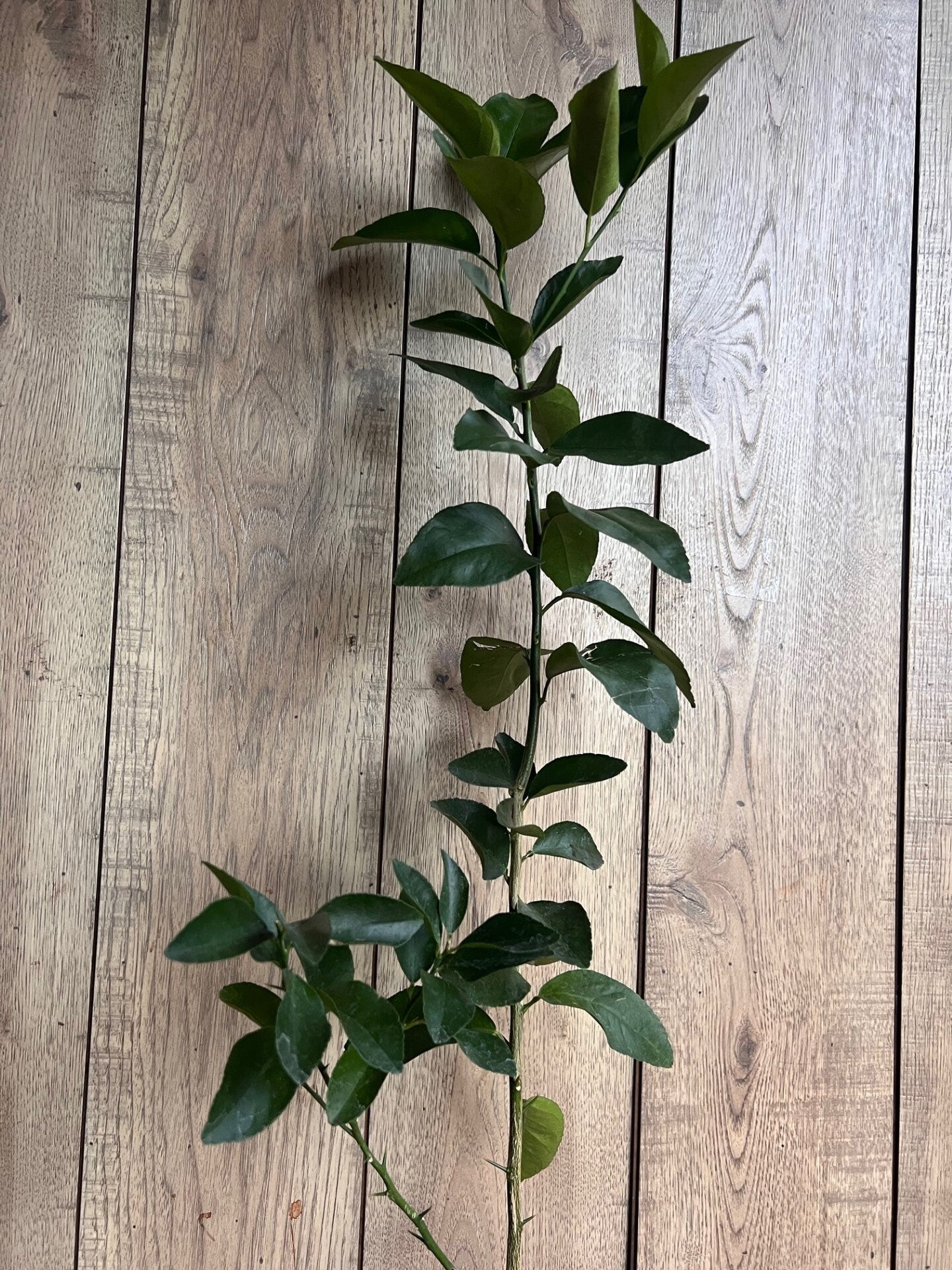 Blood Orange Tree in half Gallon Pot, Grafted Sinensis Moro, Florida Shipping Only