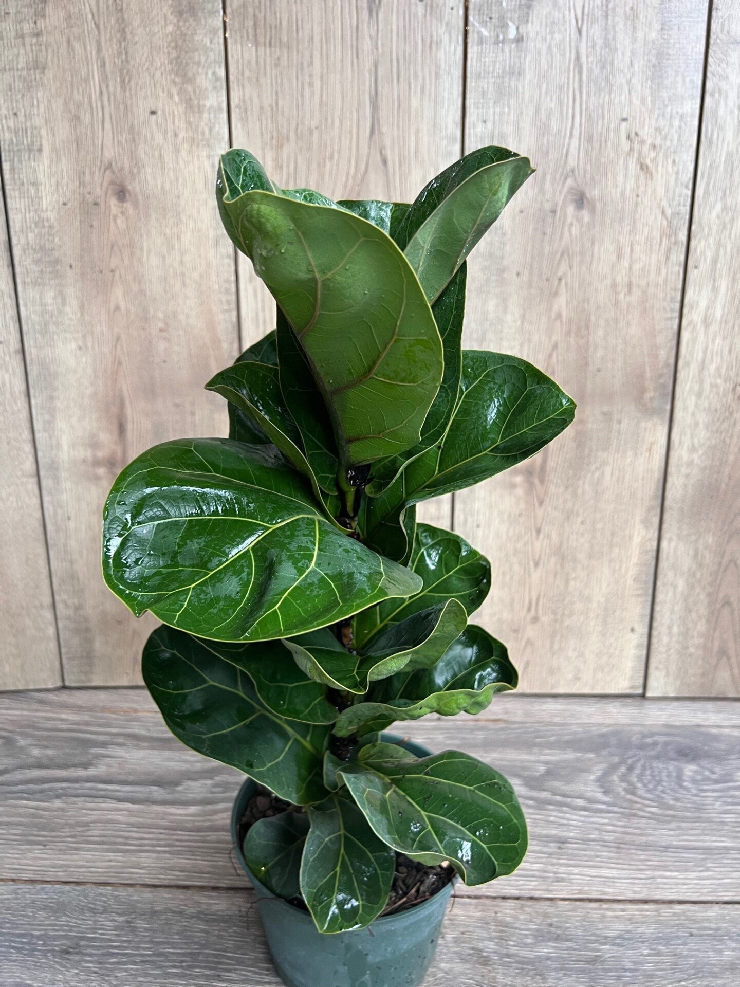 Ficus Lyrata Bambino in 6" pot