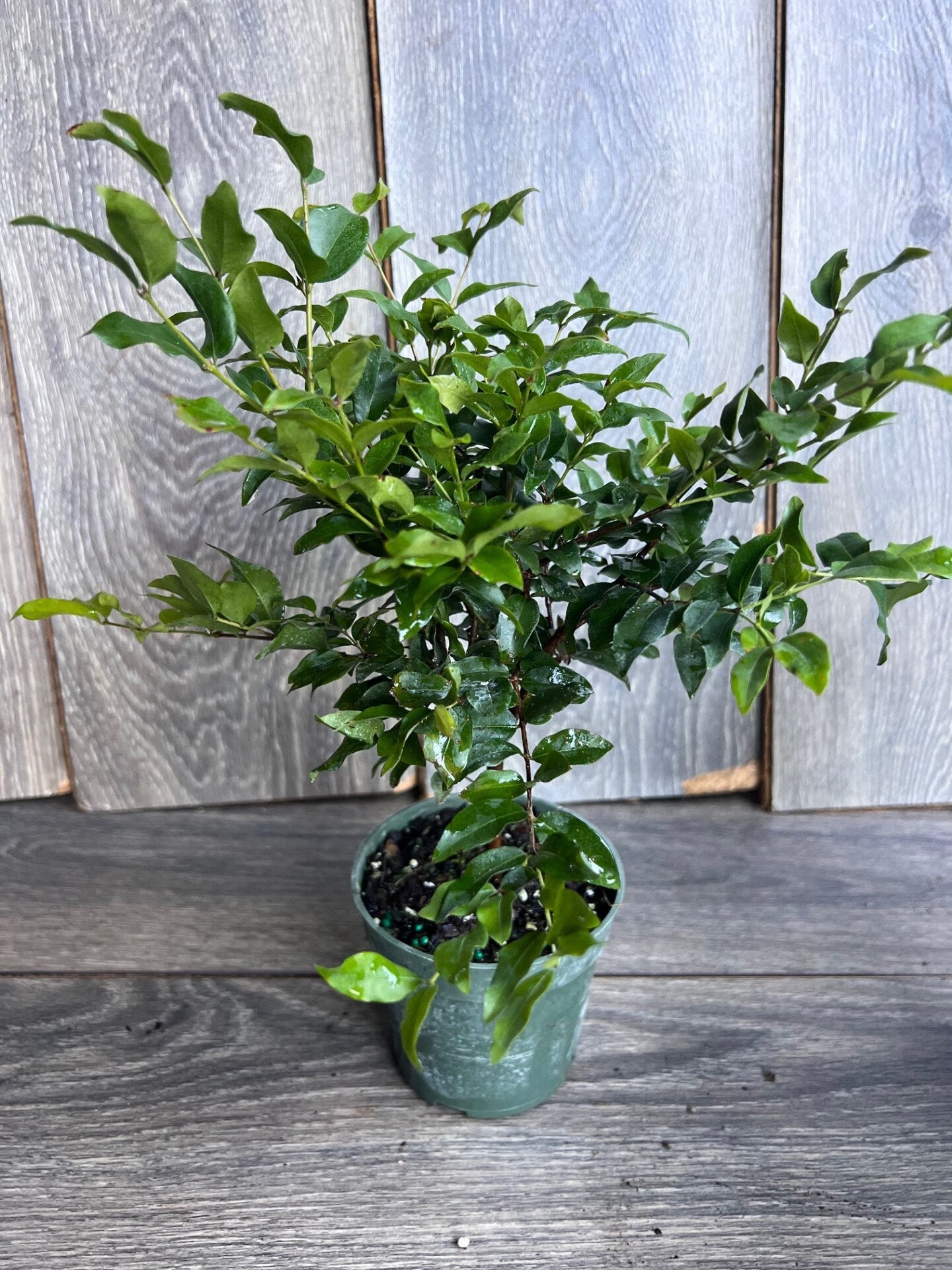 Myrciaria cauliflora Precoce, dwarf Jaboticaba Fruit Tree in 4" Pot