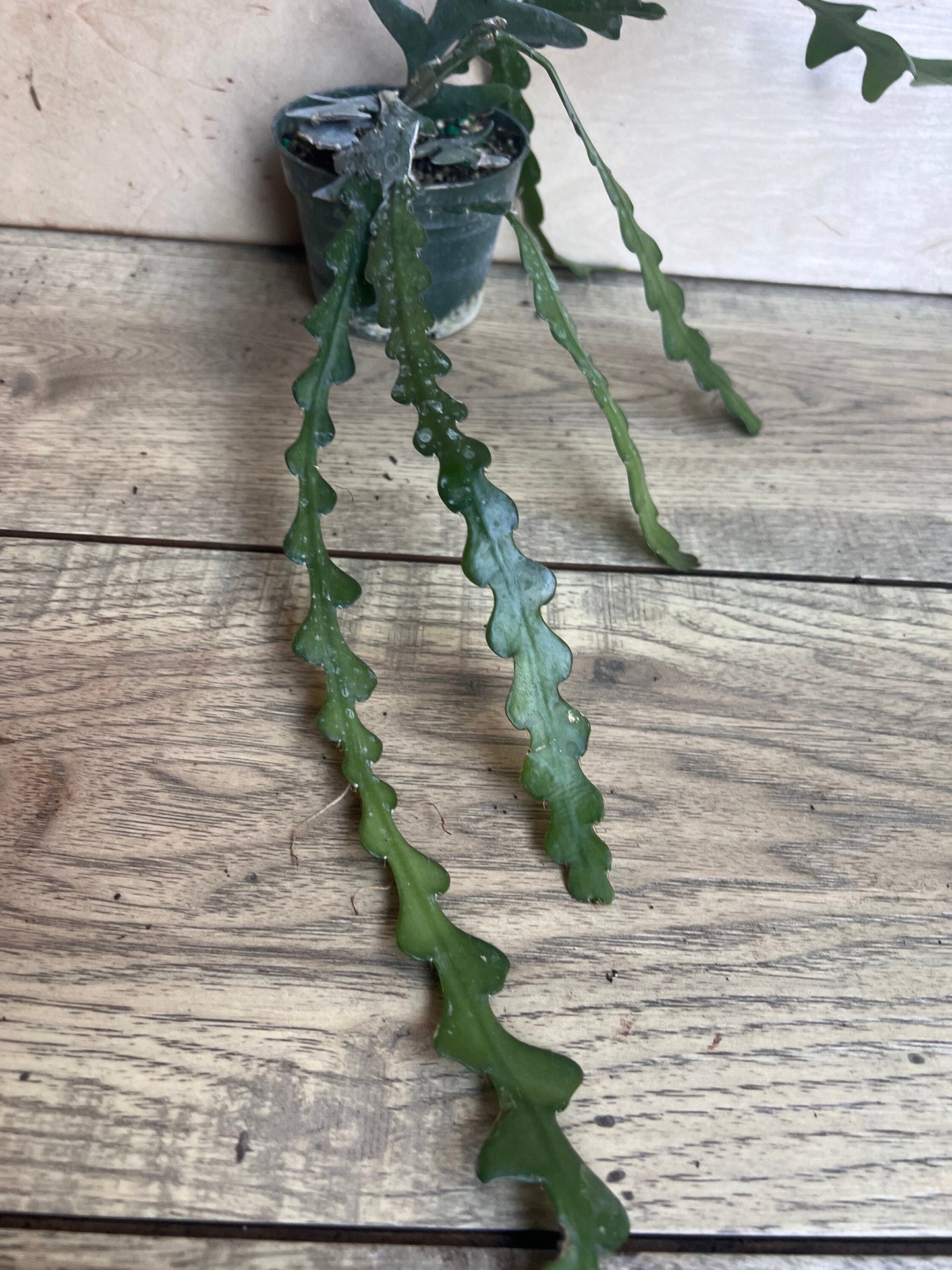 Anguliger Ric Rac Cactus, Epiphyllum , Zig Zag Cactus -in 4" Pot