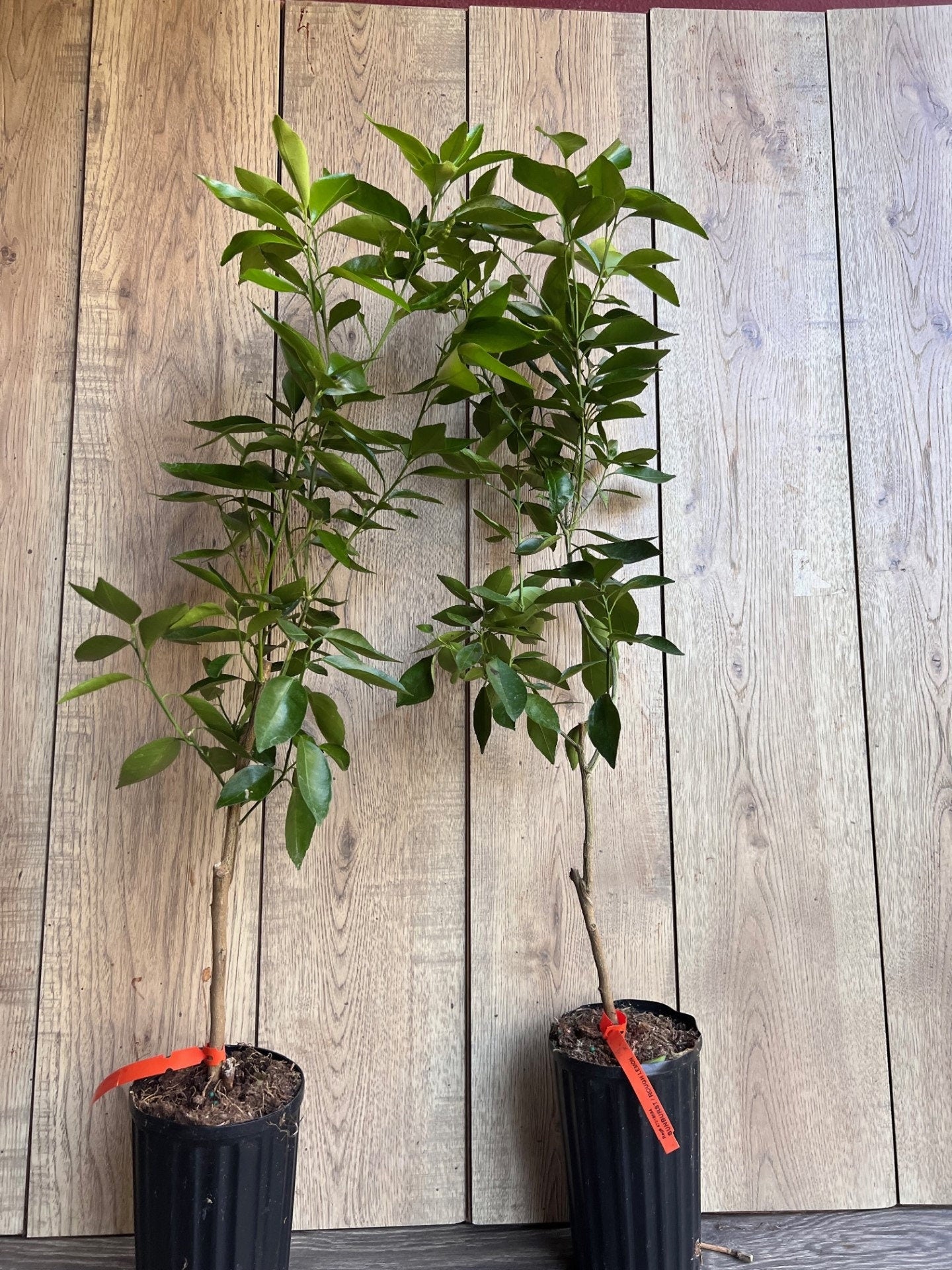 Cara Cara Orange Tree in half Gallon Pot, Grafted. Florida Shipping Only