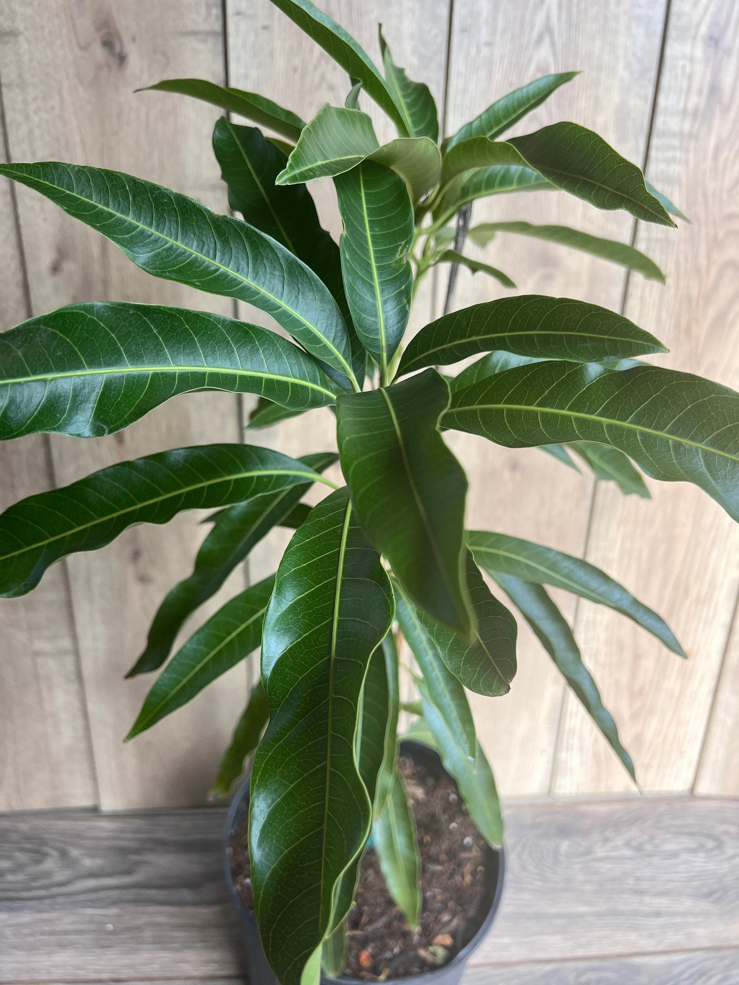 Mallika Mango Tree. grafted in 3 gallons pot, No Ship to CA and HI