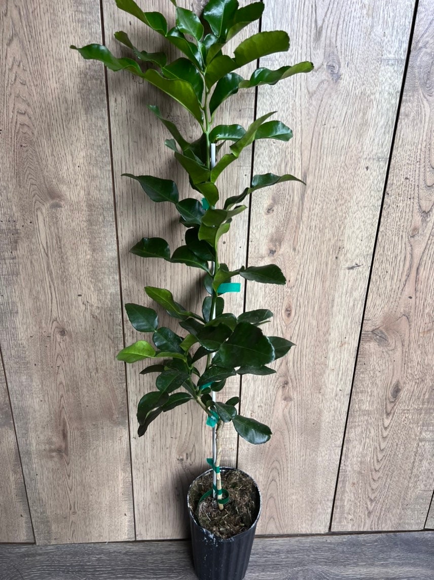 Kaffir Lime Tree - Citrus Hystrix Makrut in Half Gallon Pot, Kieffer Lime, Jeruk Purut, Grafted,