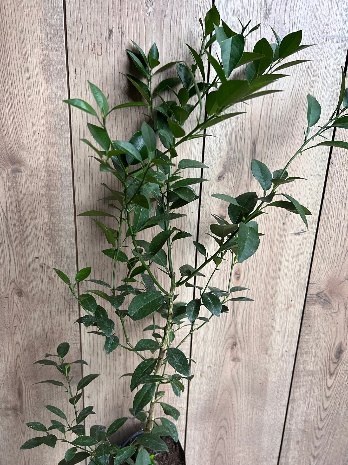 Key Lime Tree in half Gallon Pot, Grafted, Florida Shipping Only