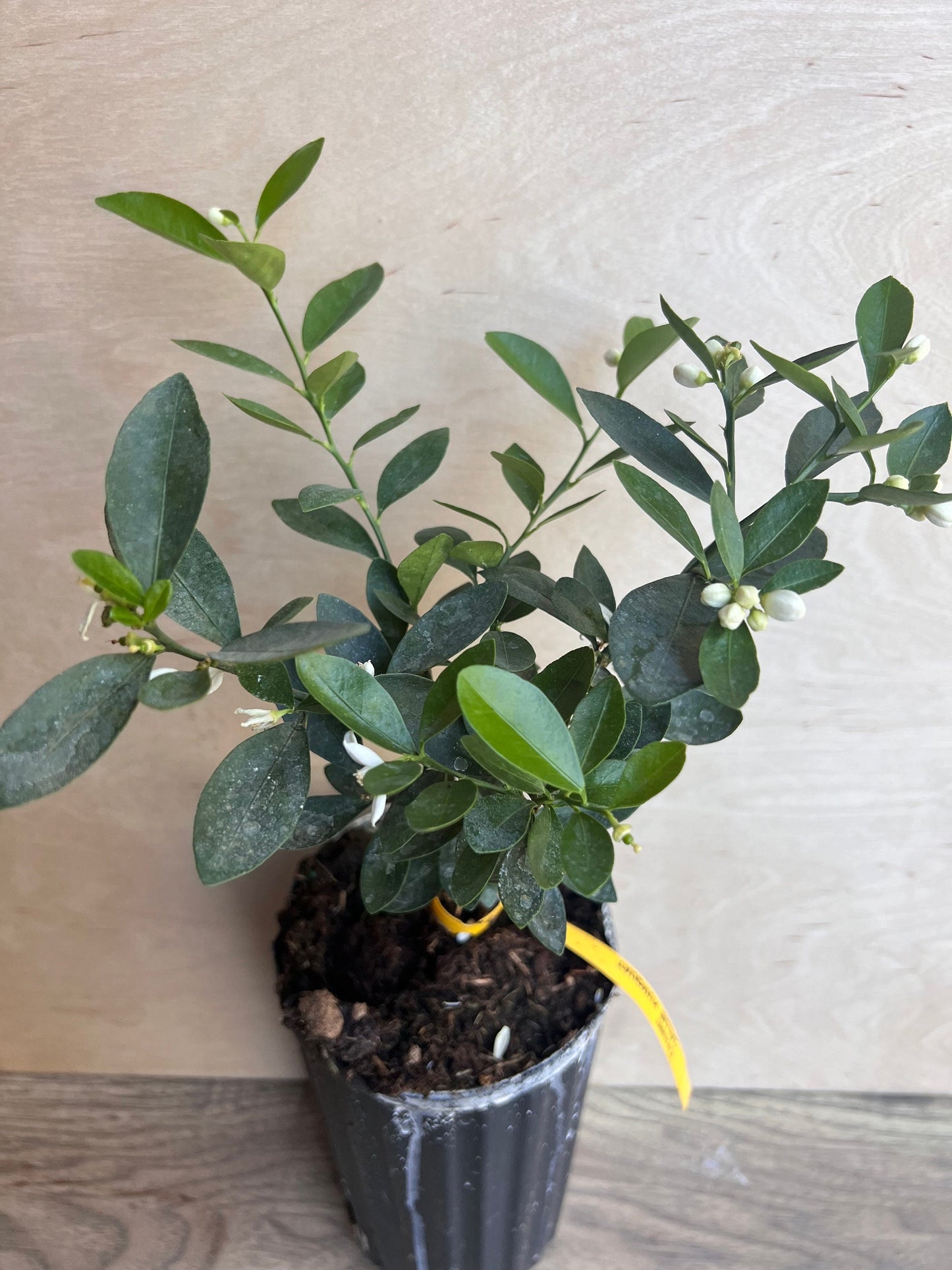 Callie Kumquat in half gallon, Meiwa and Nagami Hybrid, Florida Shipping Only