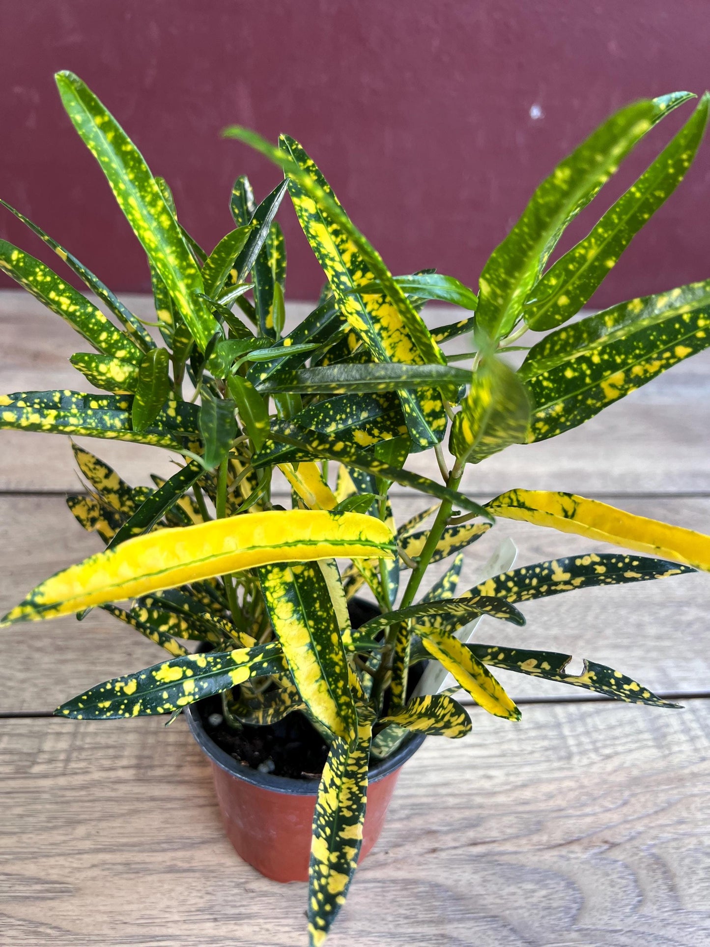 Croton Sunny Star in 4" Pot, house plant, indoor, outdoor
