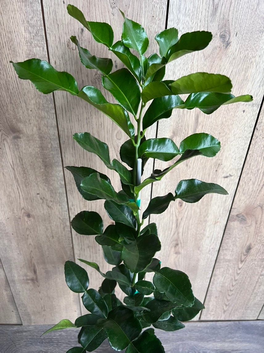 Kaffir Lime Tree - Citrus Hystrix Makrut in Half Gallon Pot, Kieffer Lime, Jeruk Purut, Grafted,