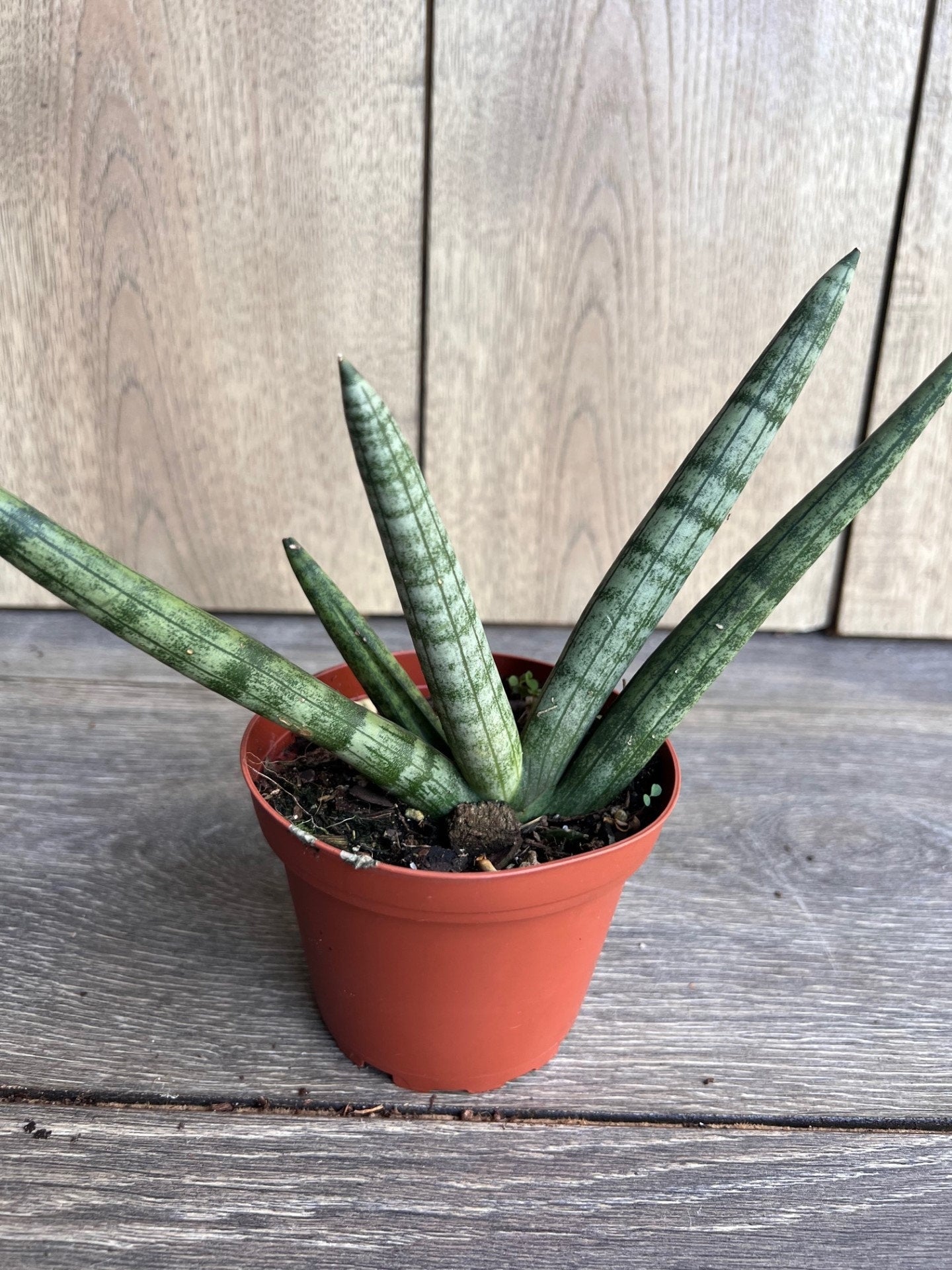 Sansevieria Starfish in 4" pot, Bonzel