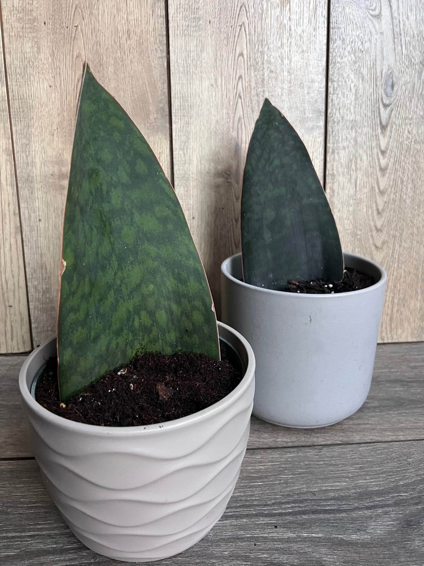 Sansevieria Masoniana, Sansevieria Whale Fin, Snake Plant in 6" Pot