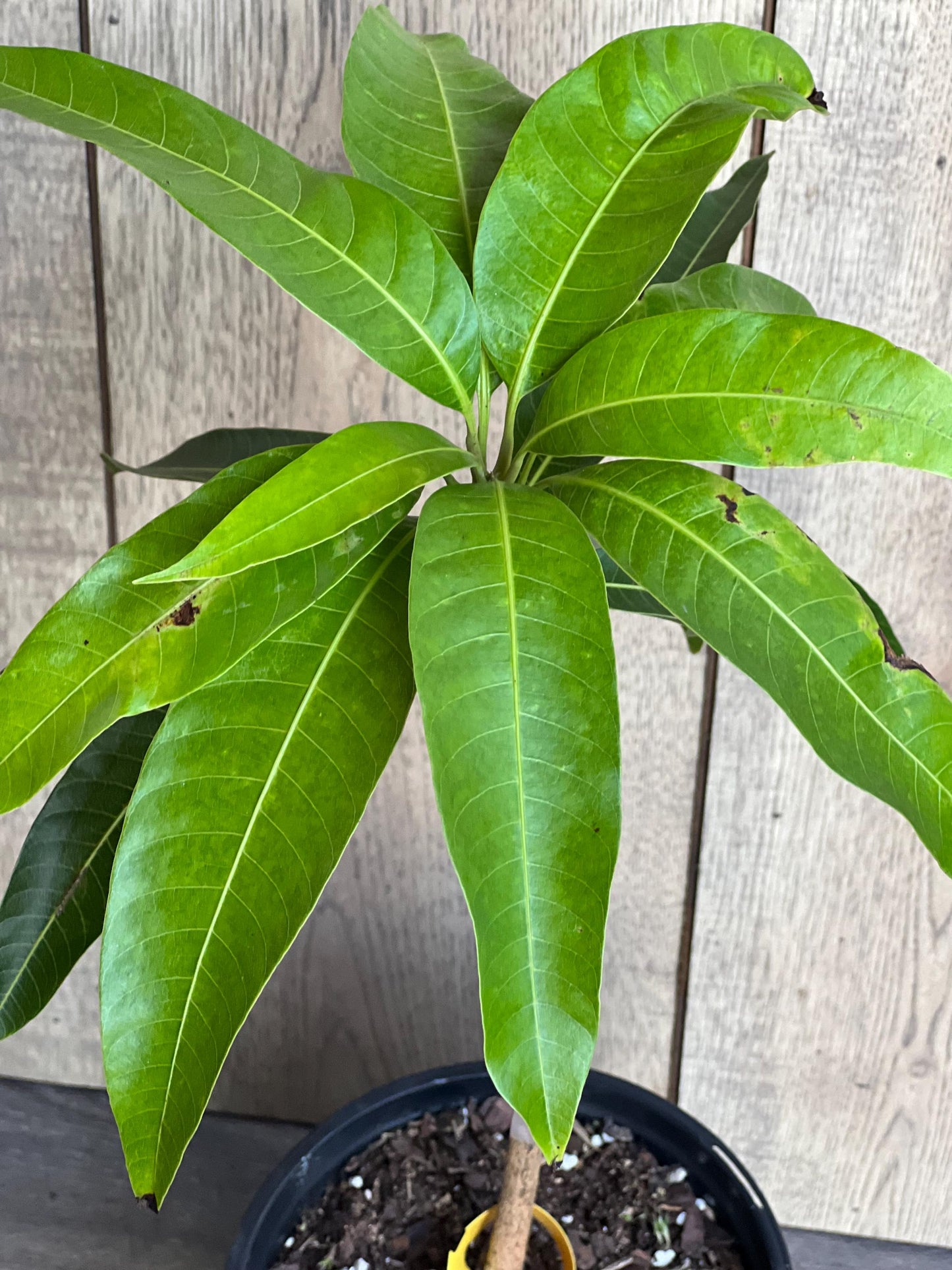 Glenn Mango Tree, grafted in 1/2 Gallon Pot