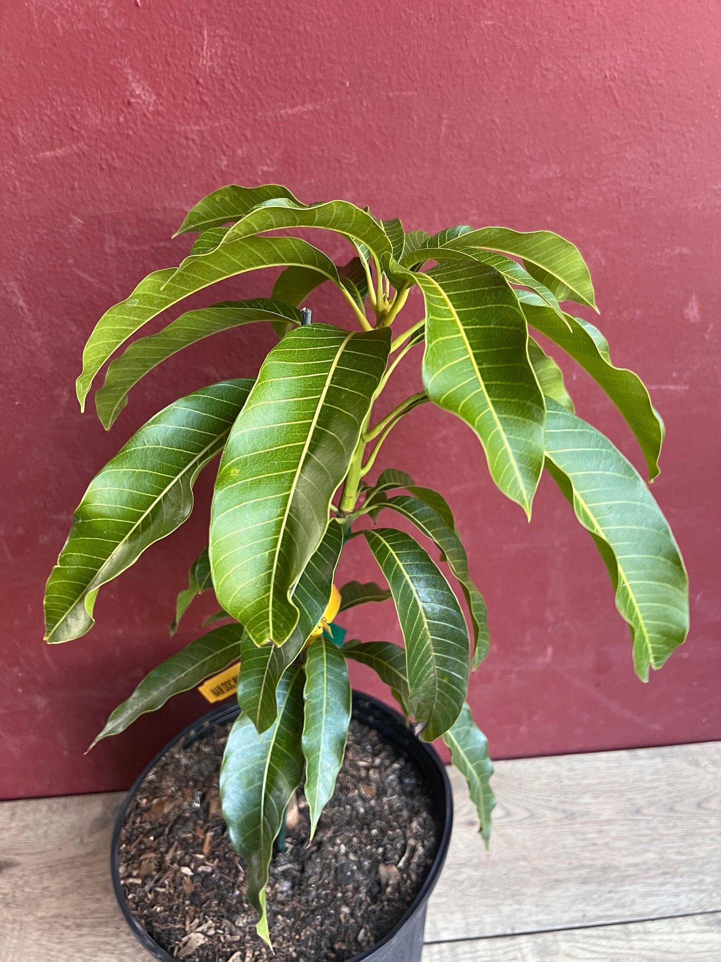 Kesar Mango Tree, grafted in 3 gallons pot, Gujarat Mango, No Ship to CA and HI